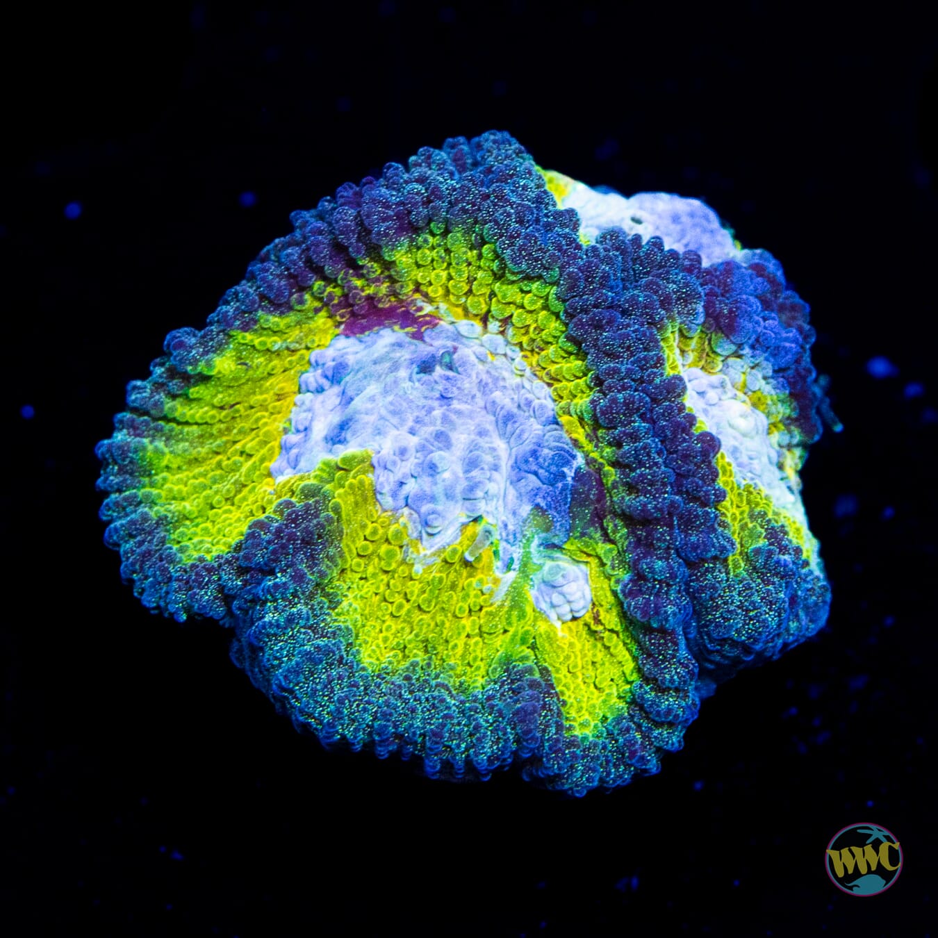 WWC Blue Lobster Favia