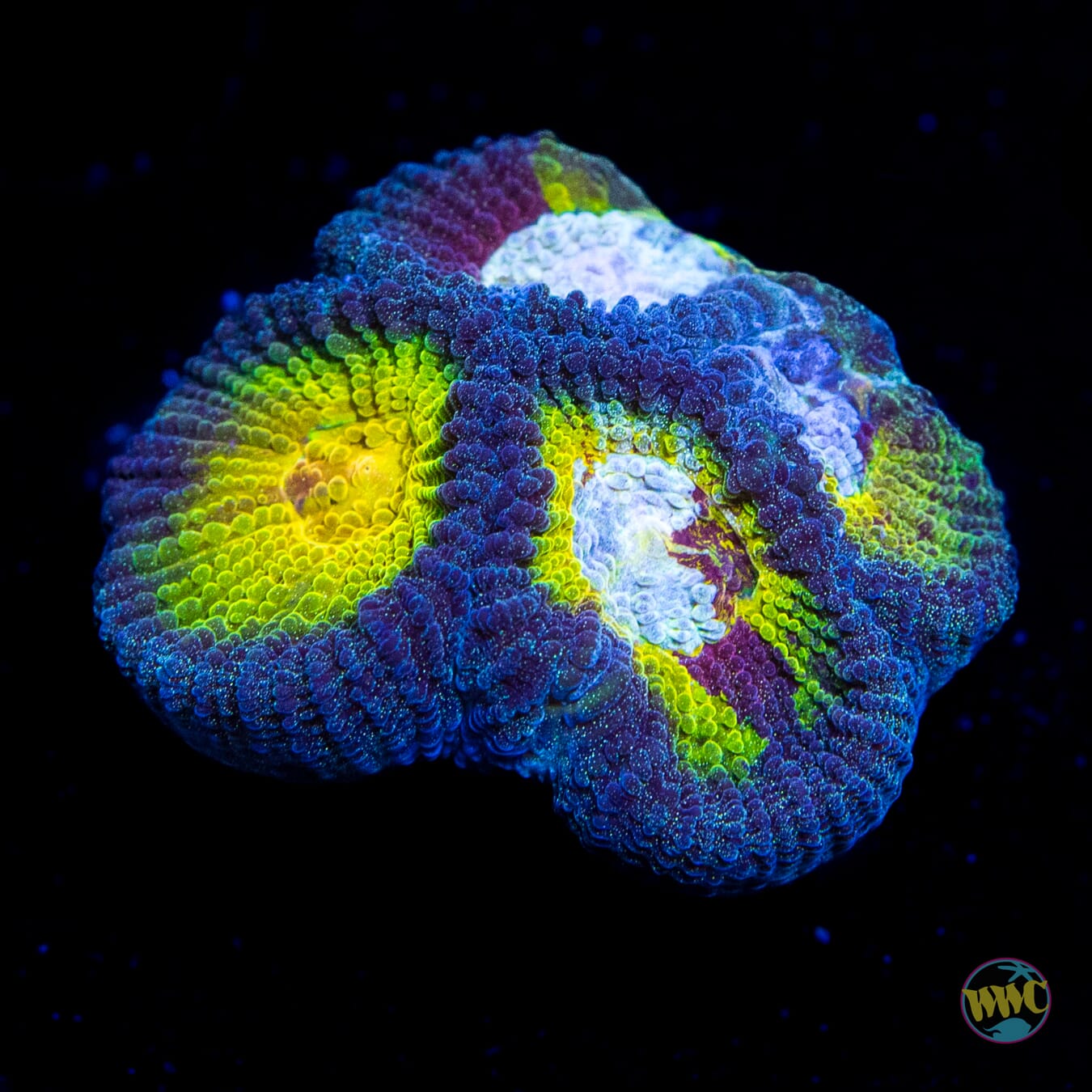 WWC Blue Lobster Favia