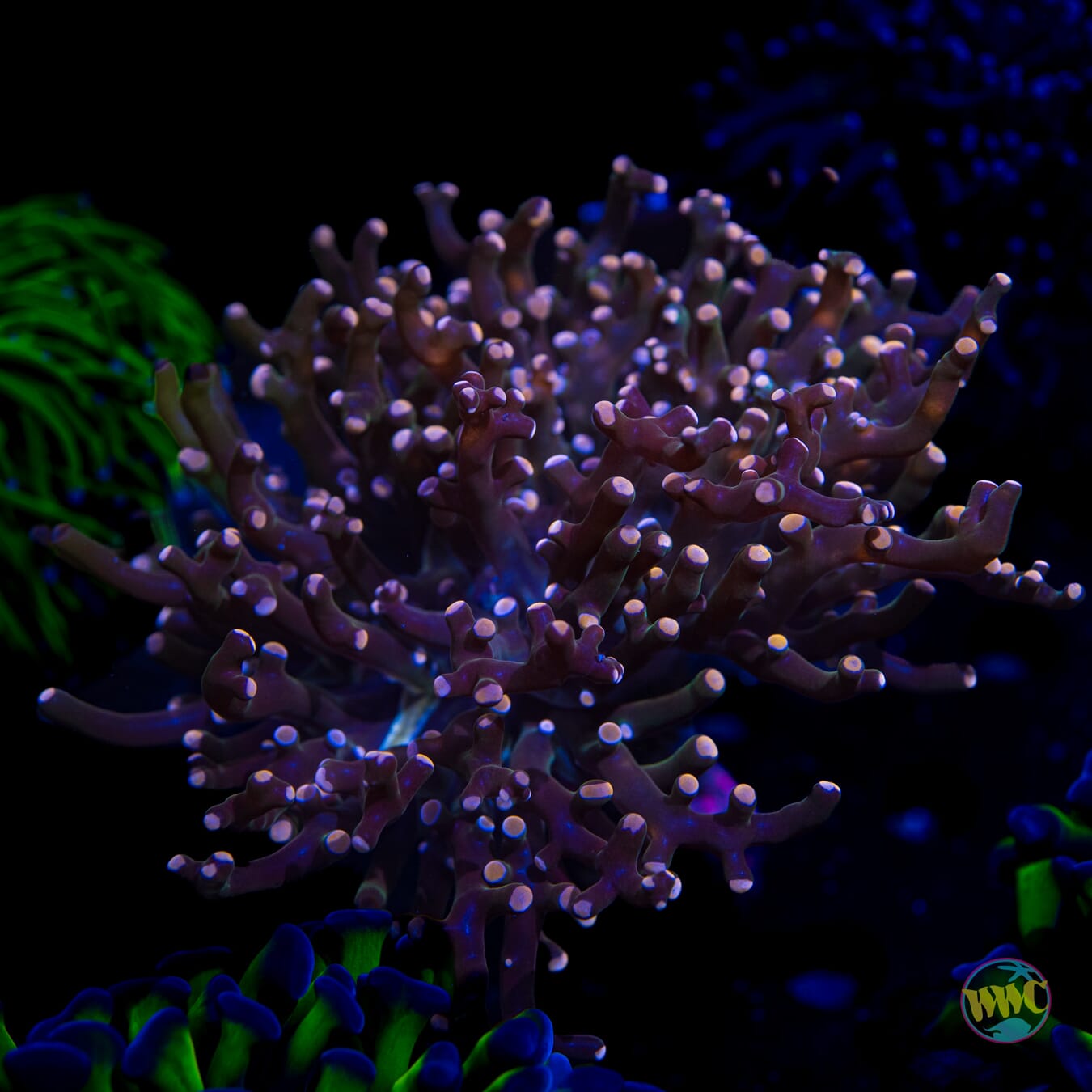 Peach Tipped Branching Frogspawn