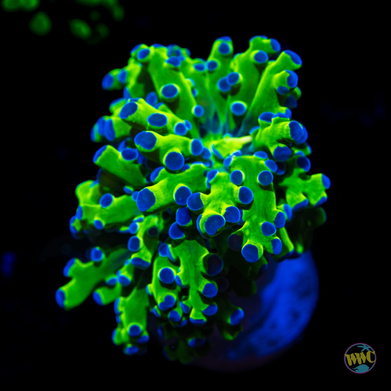 WWC Ultimate Bicolor Branching Frogspawn