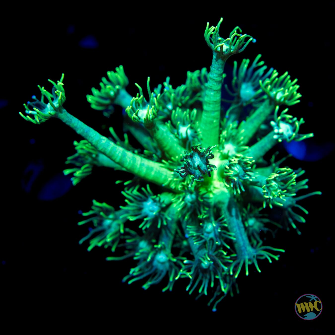 WWC Long Polyp Goniopora