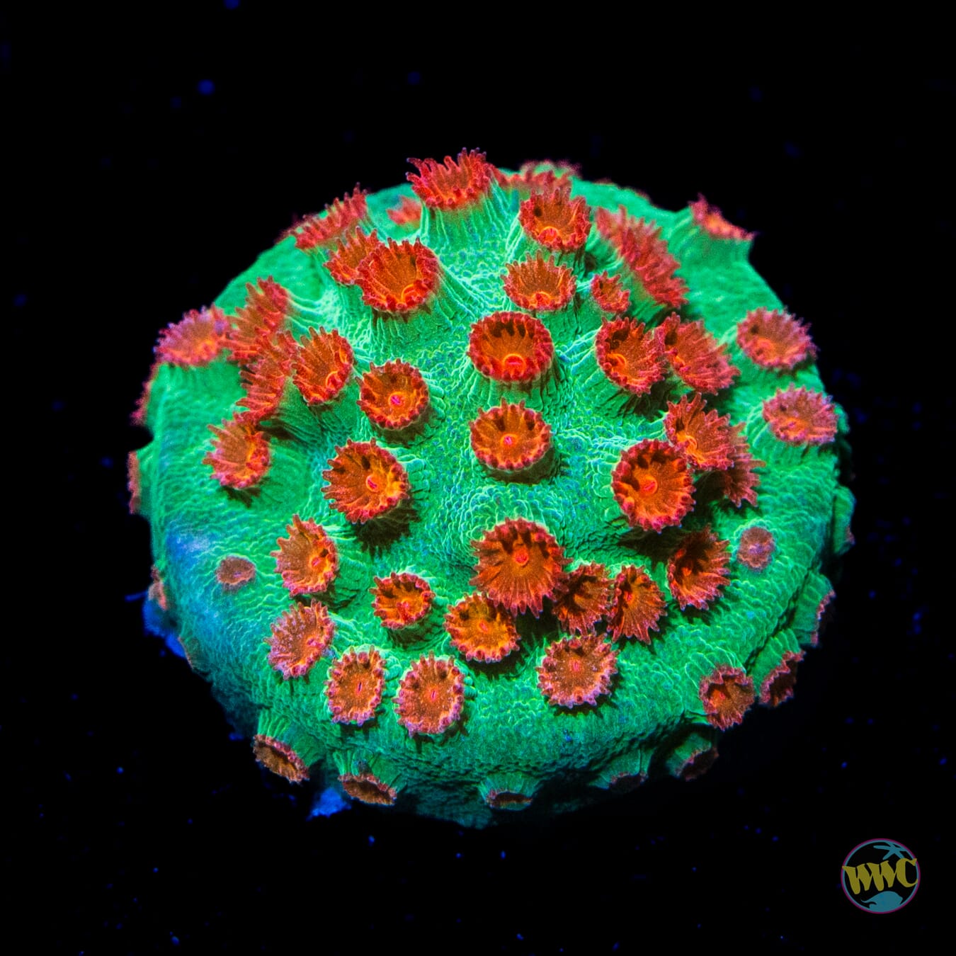 WWC Jingle Bells Cyphastrea