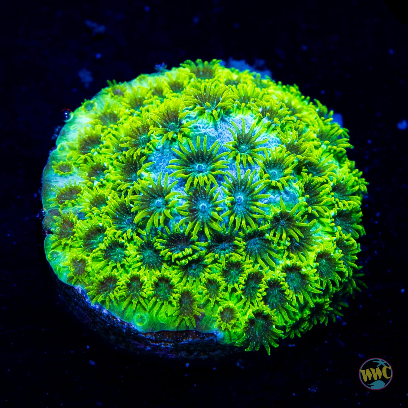 WWC Leafy Greens Cyphastrea