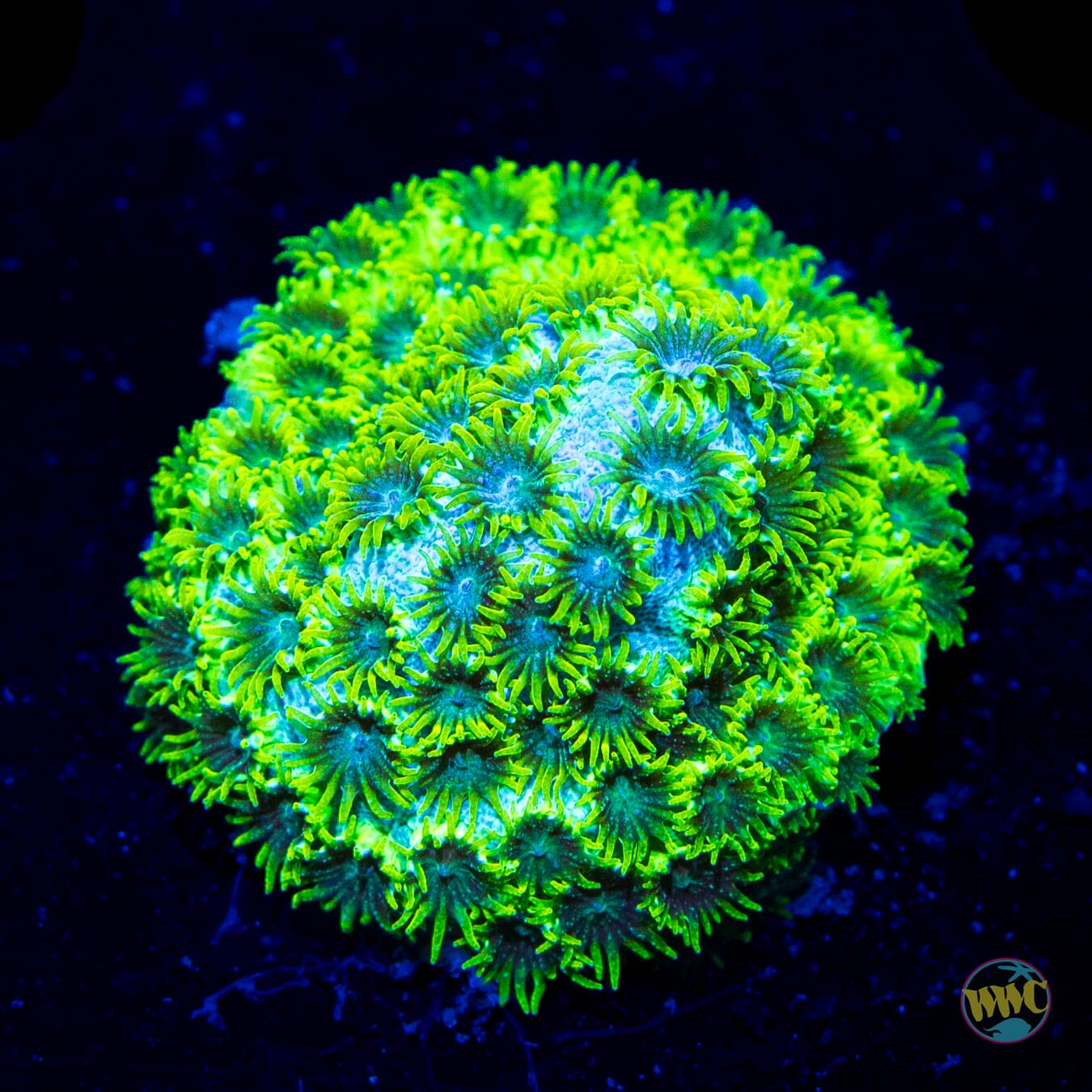 WWC Leafy Greens Cyphastrea