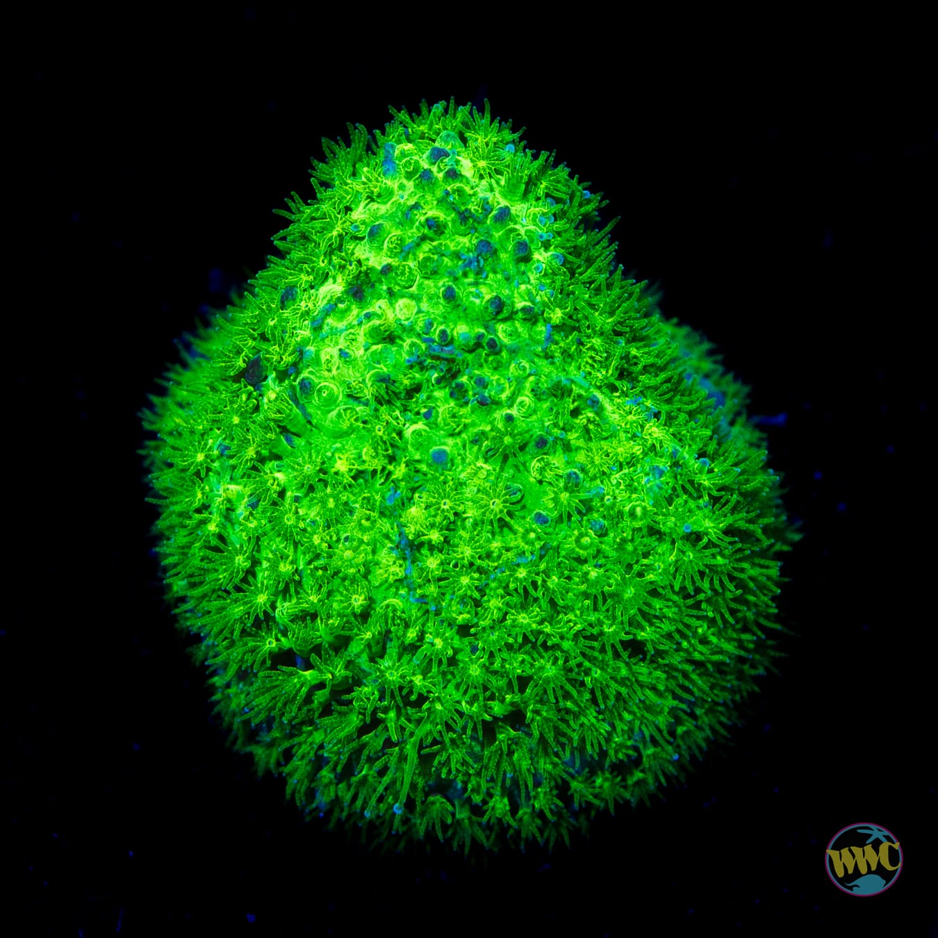 WWC Nightvision Stylocoeniella