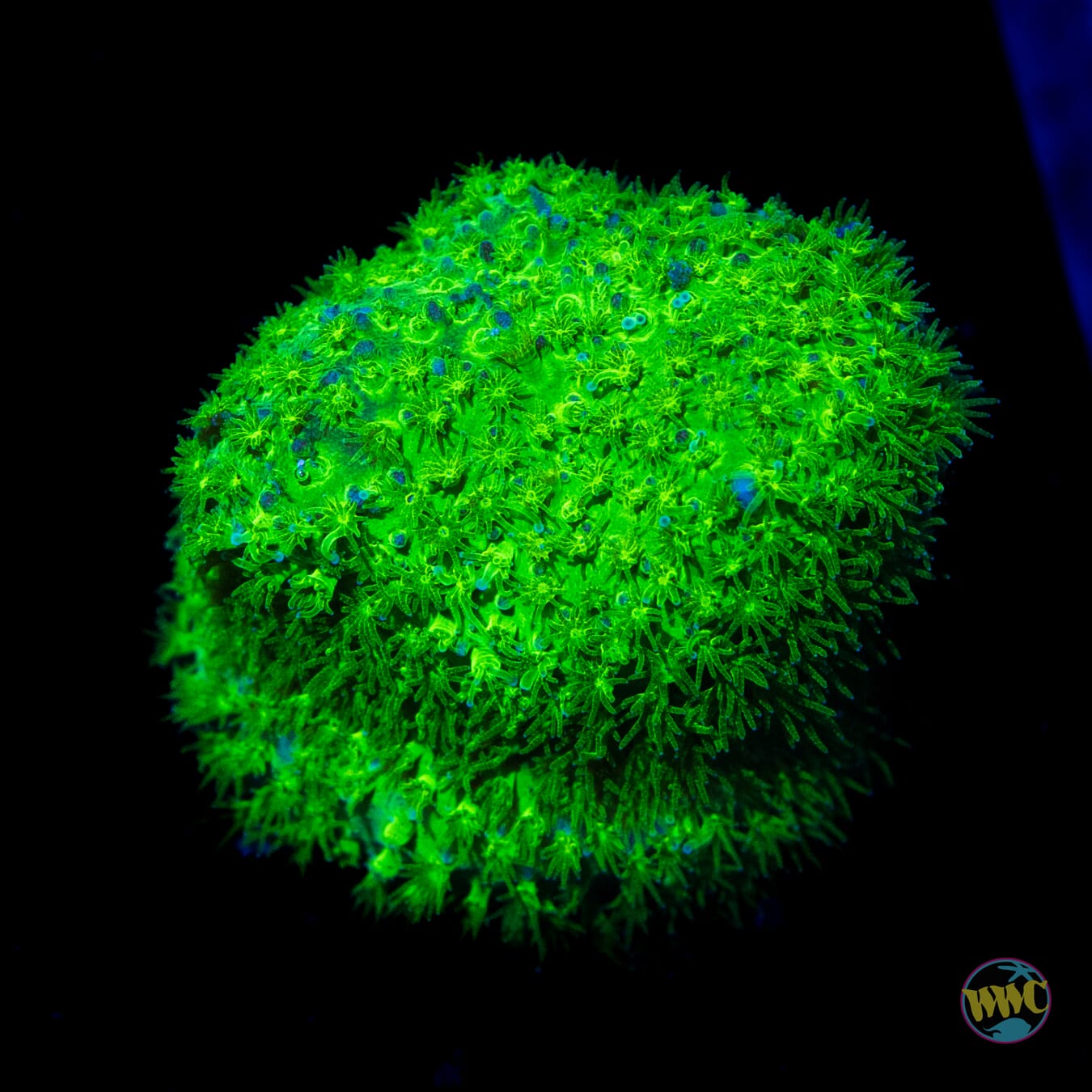 WWC Nightvision Stylocoeniella