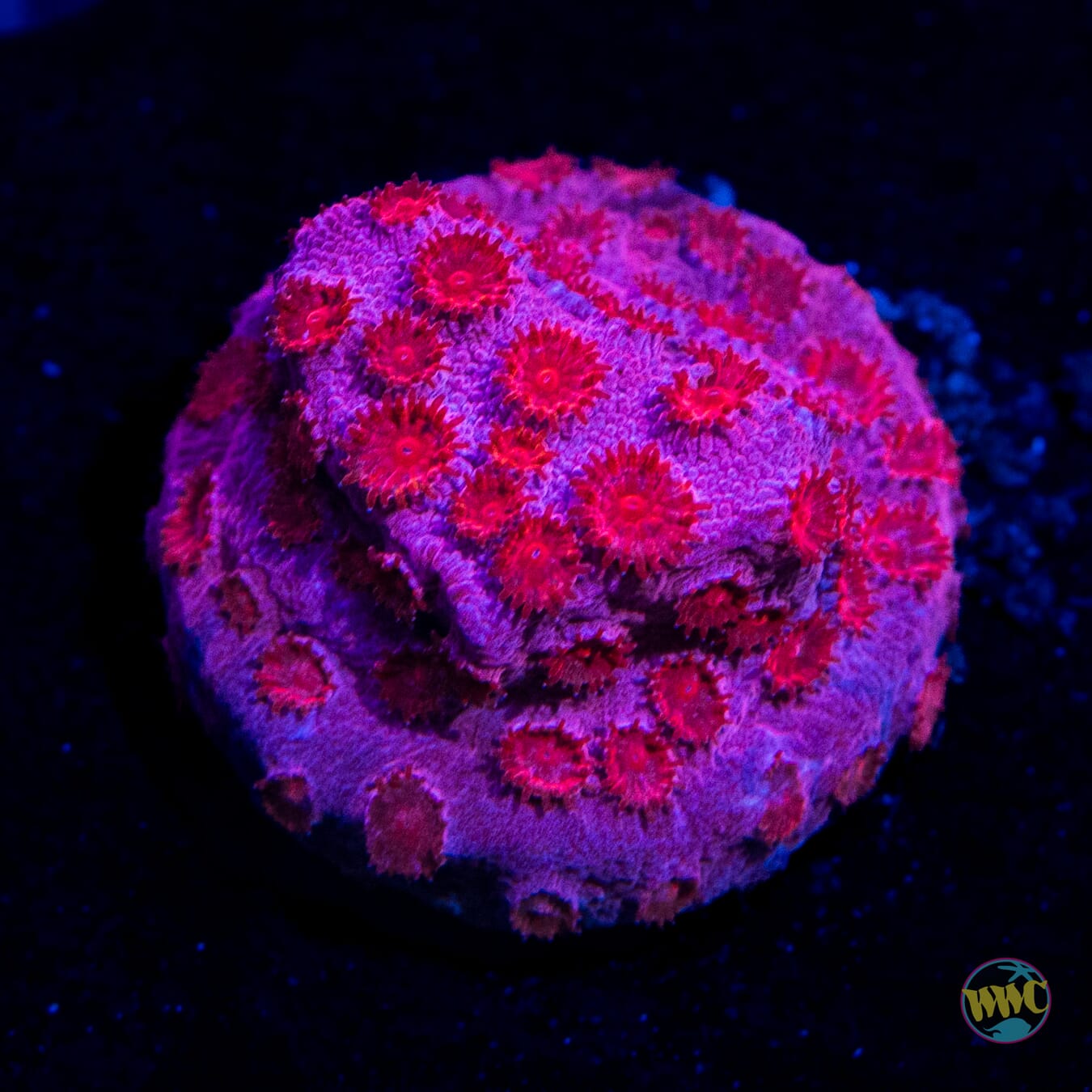 Pinky Cyphastrea