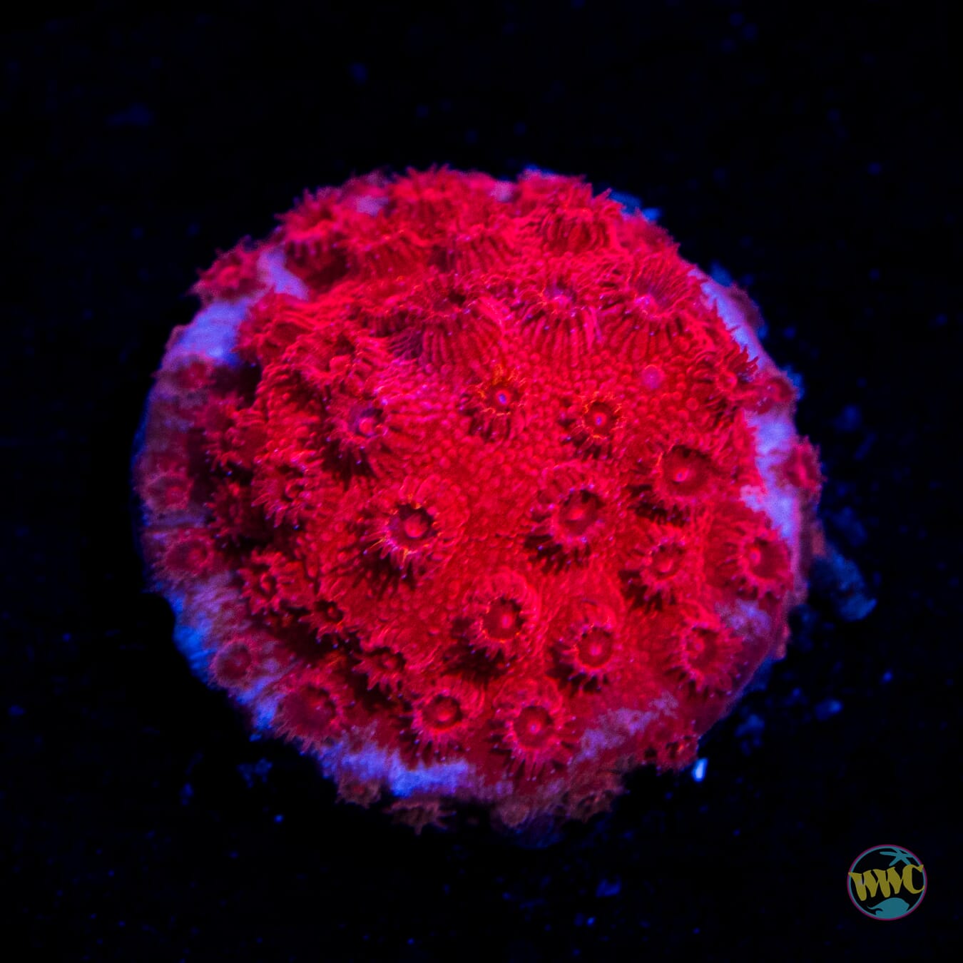 WWC Firestorm Cyphastrea