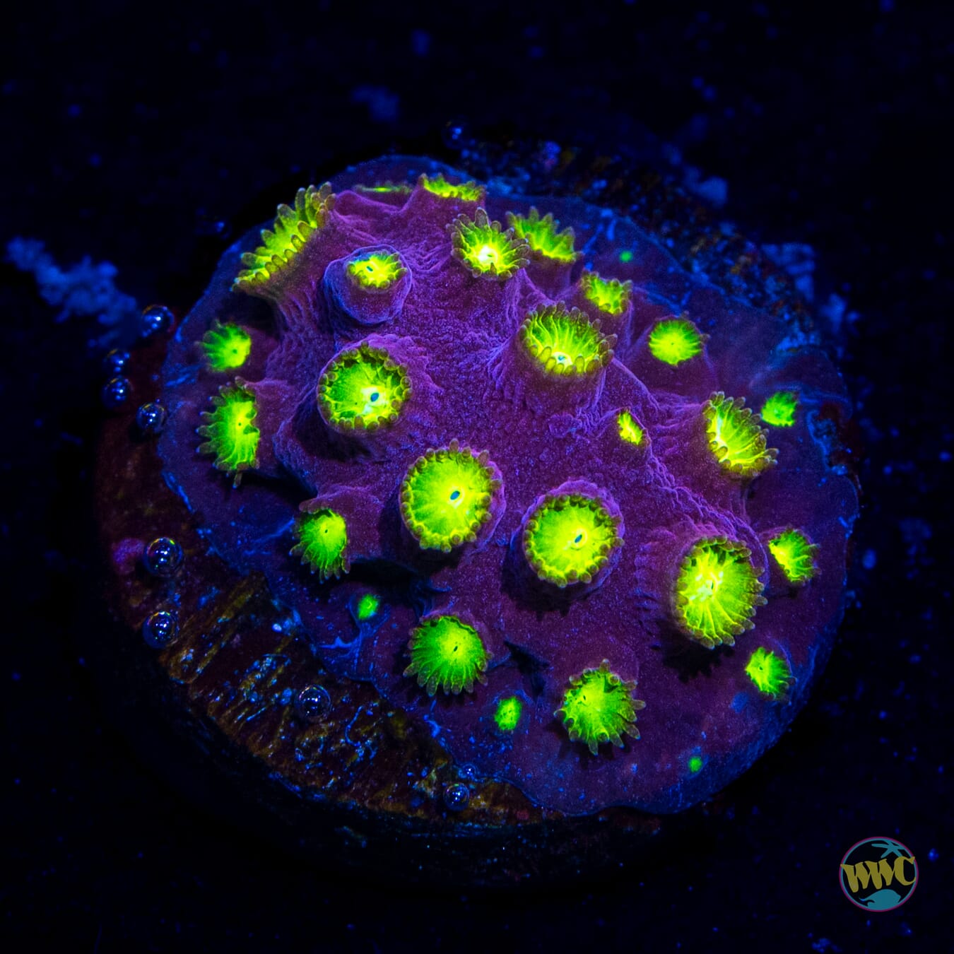 CB Bling Bling Cyphastrea