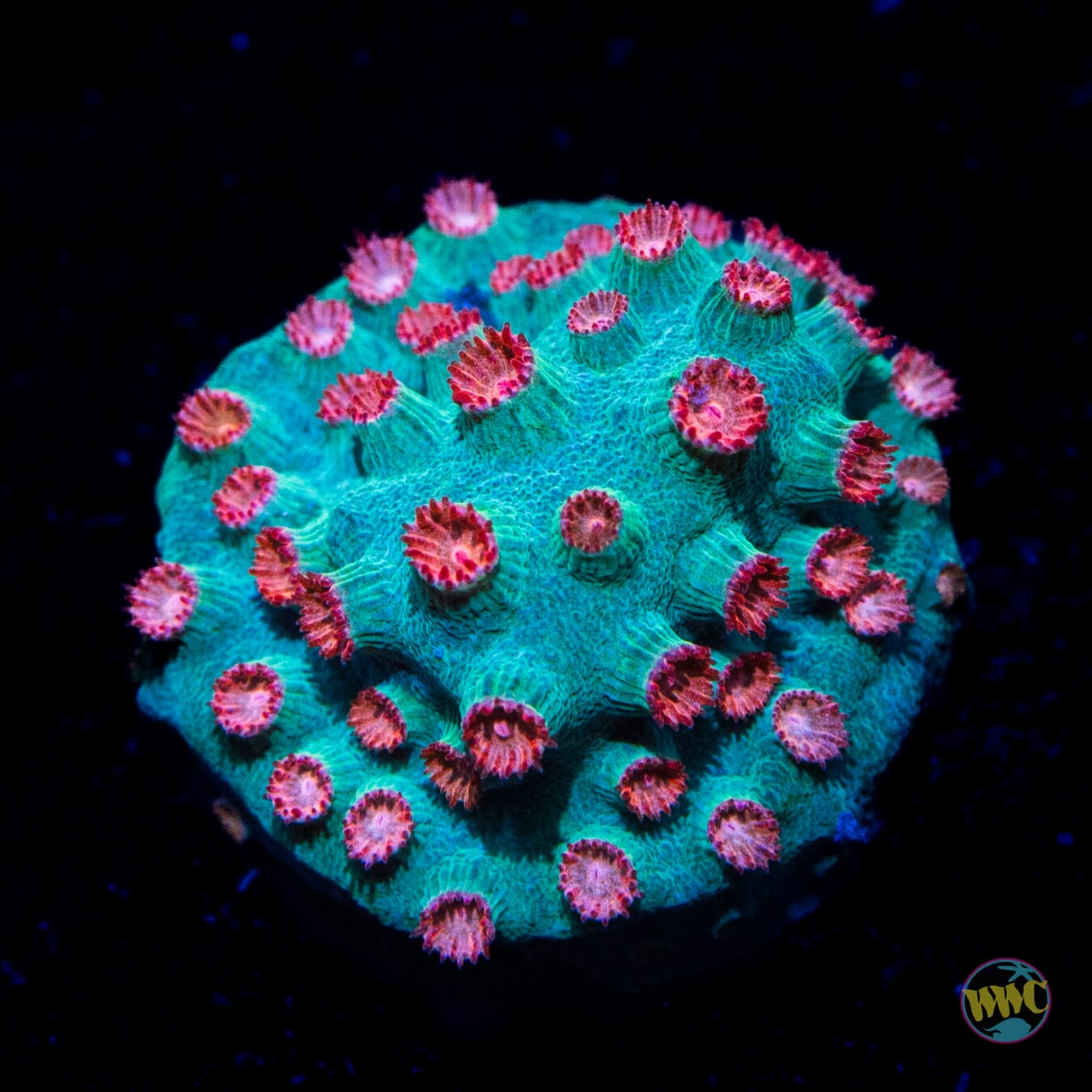 Meteor Shower Cyphastrea