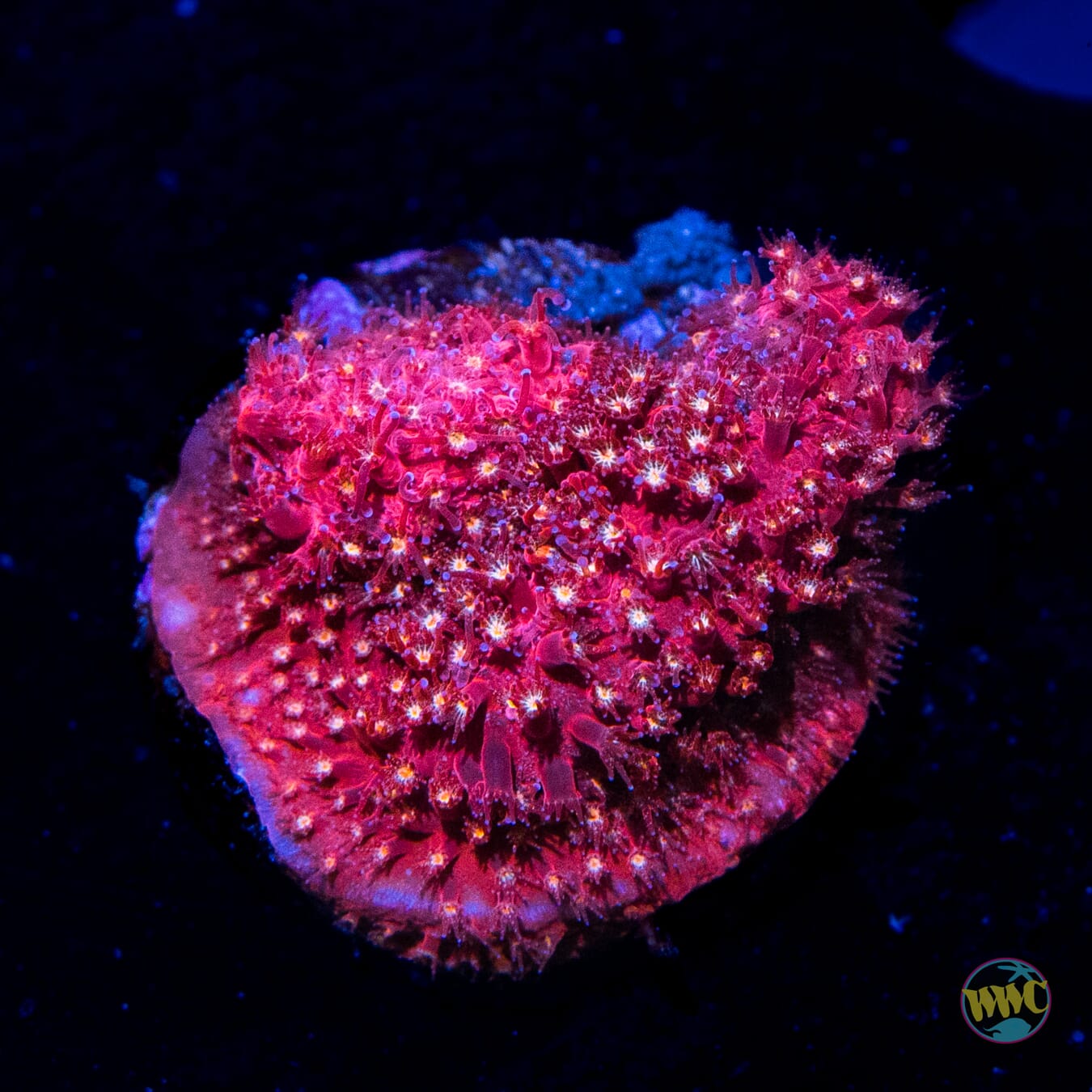 WWC Crimson Stylocoeniella