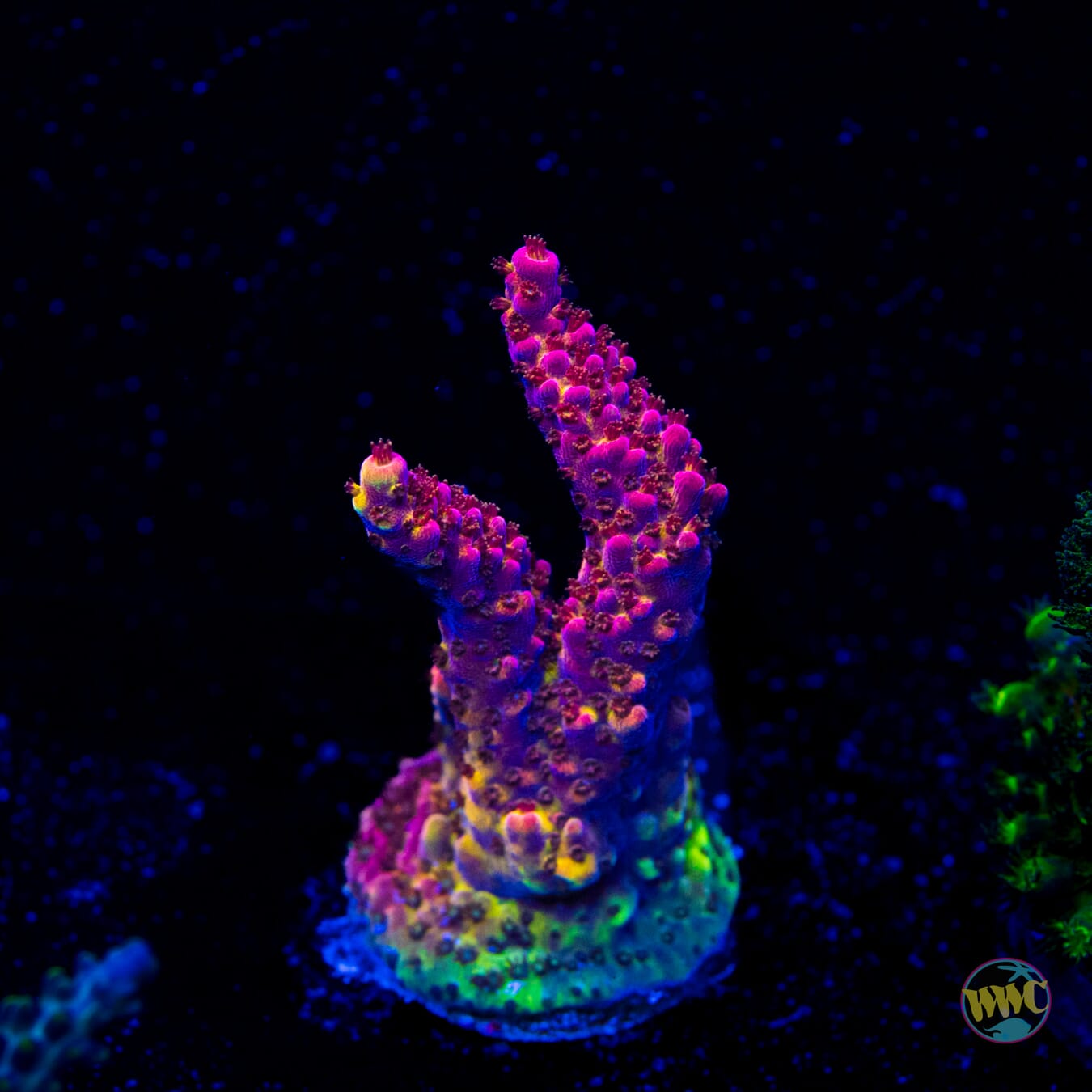 PC Rainbow Acropora