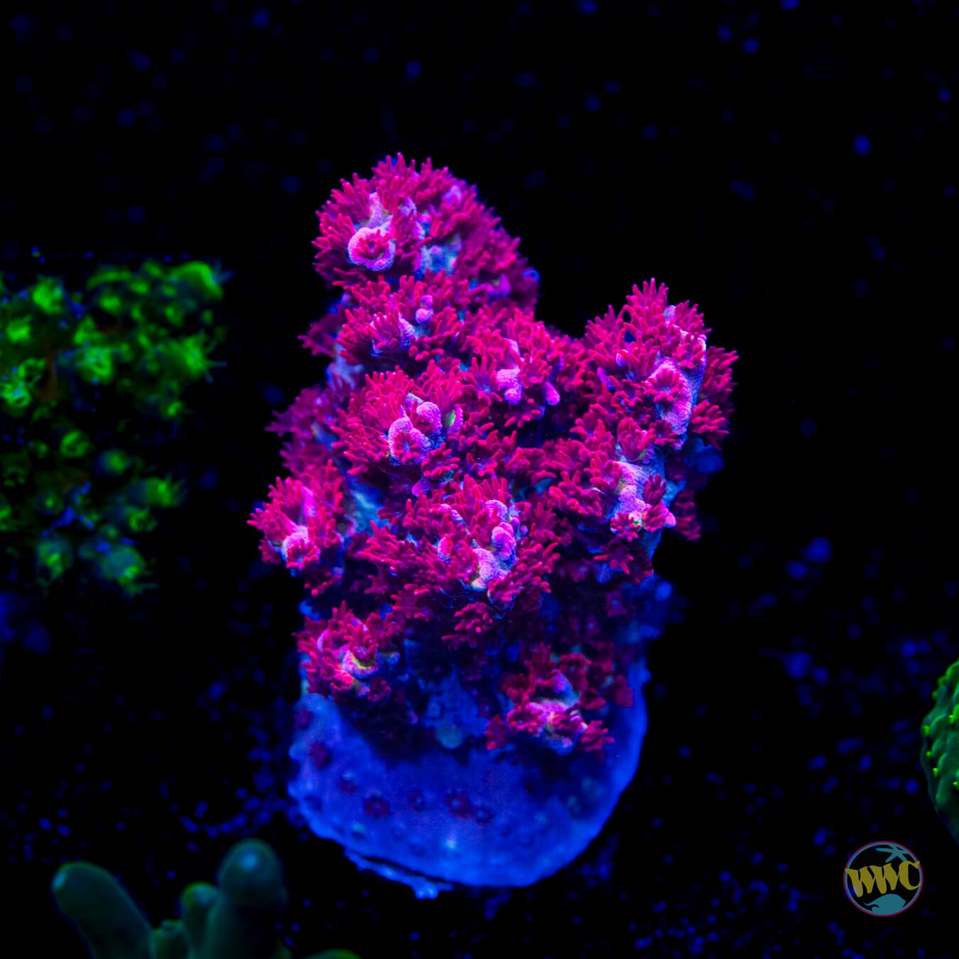 WWC WOW Acropora