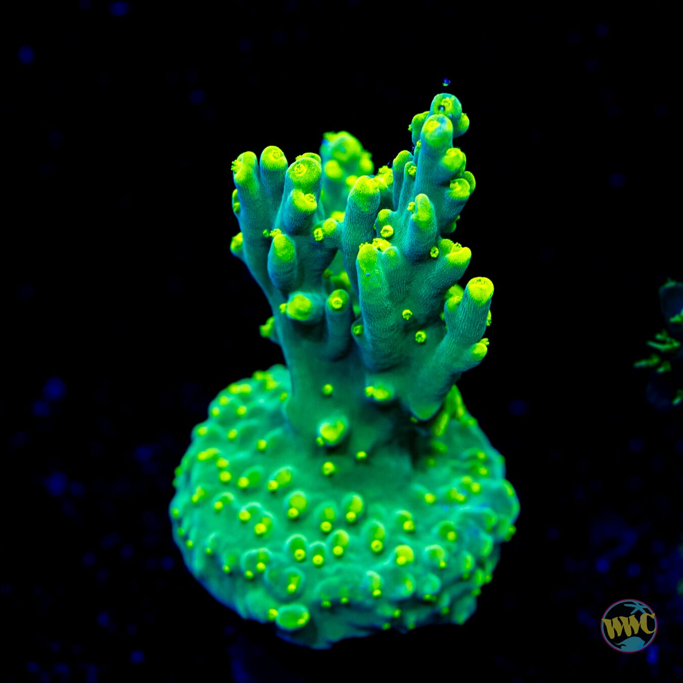 WWC Banana Peel Acropora