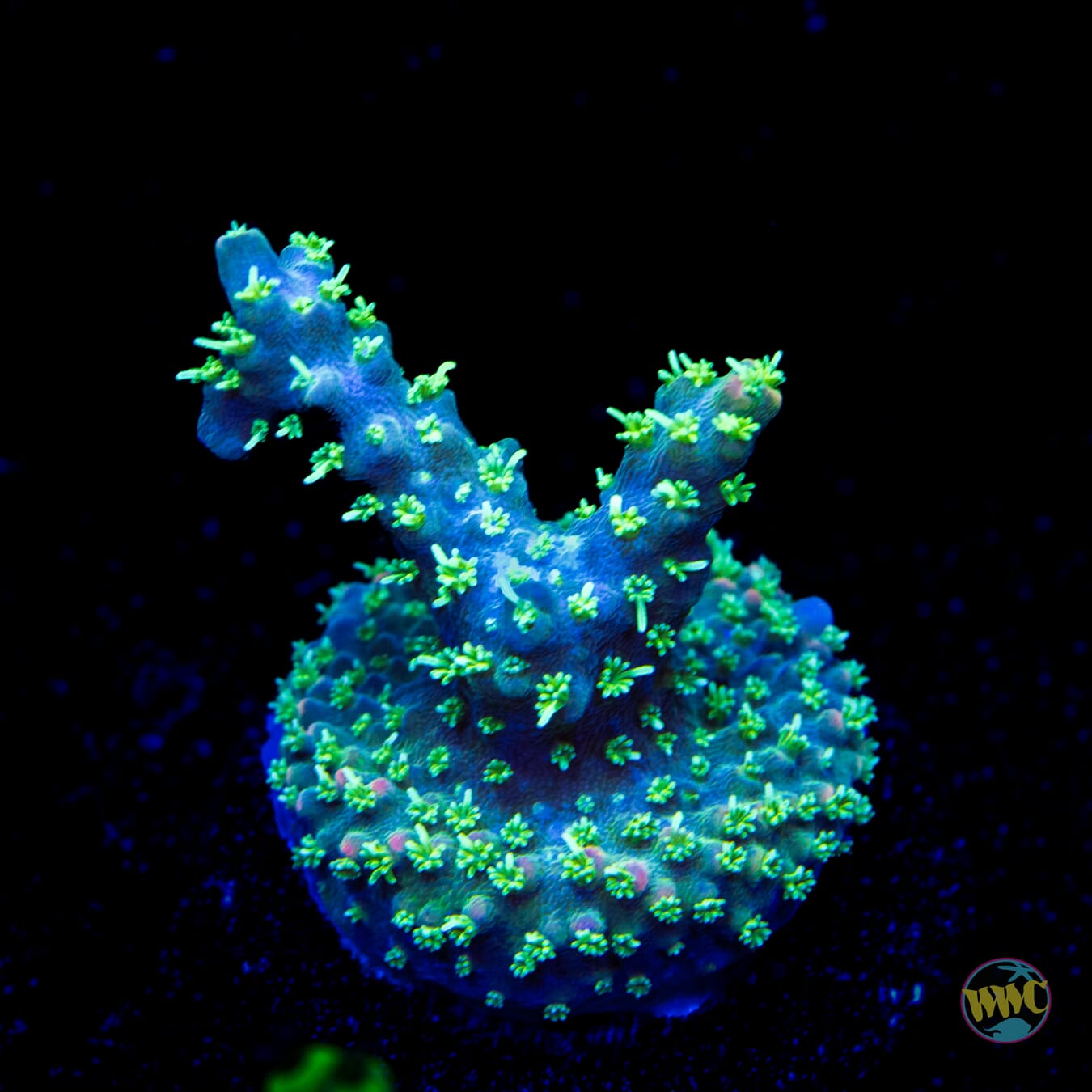 WWC Force of Nature Acropora