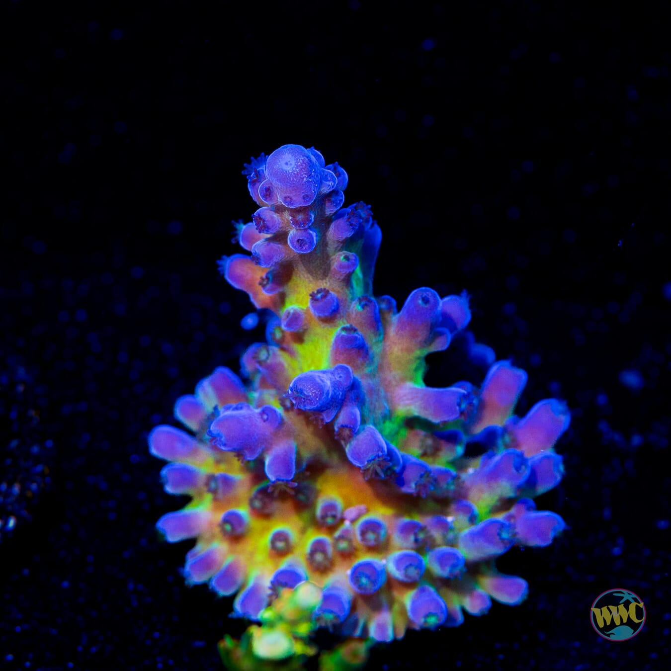 WWC Madman Austera Acropora