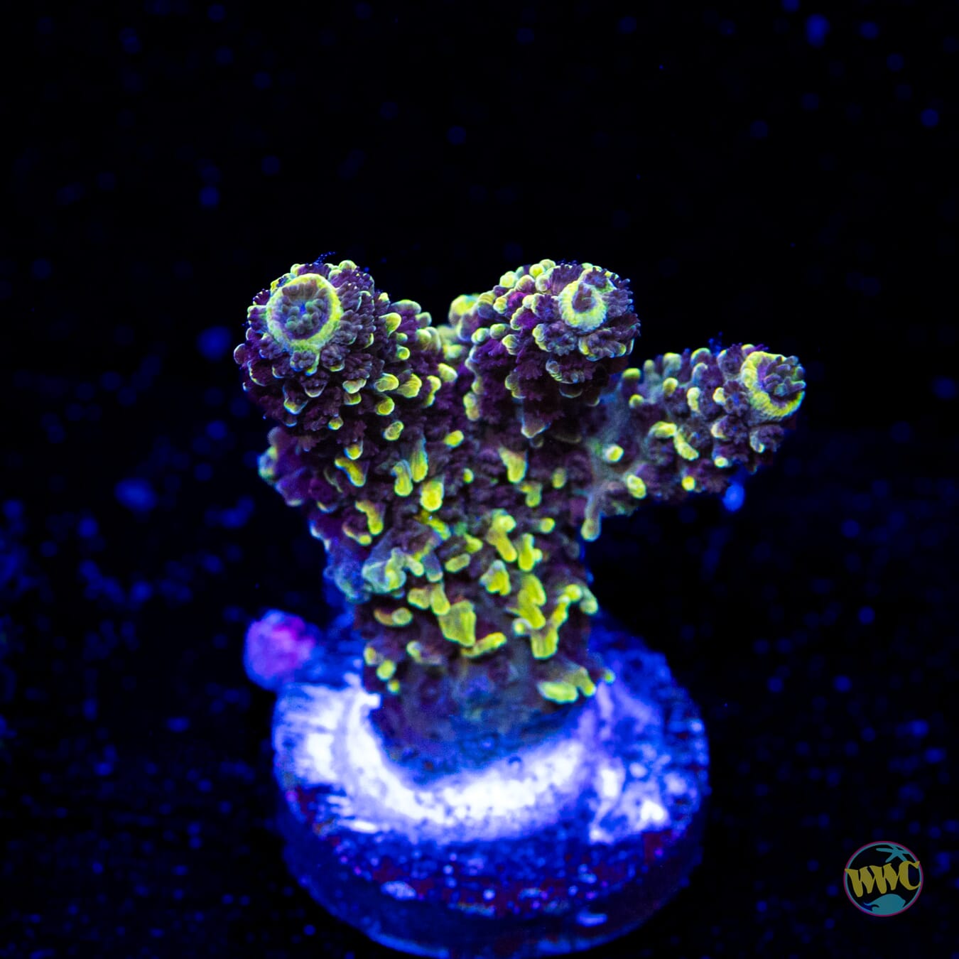 WWC Pineapple Pen Mille Acropora