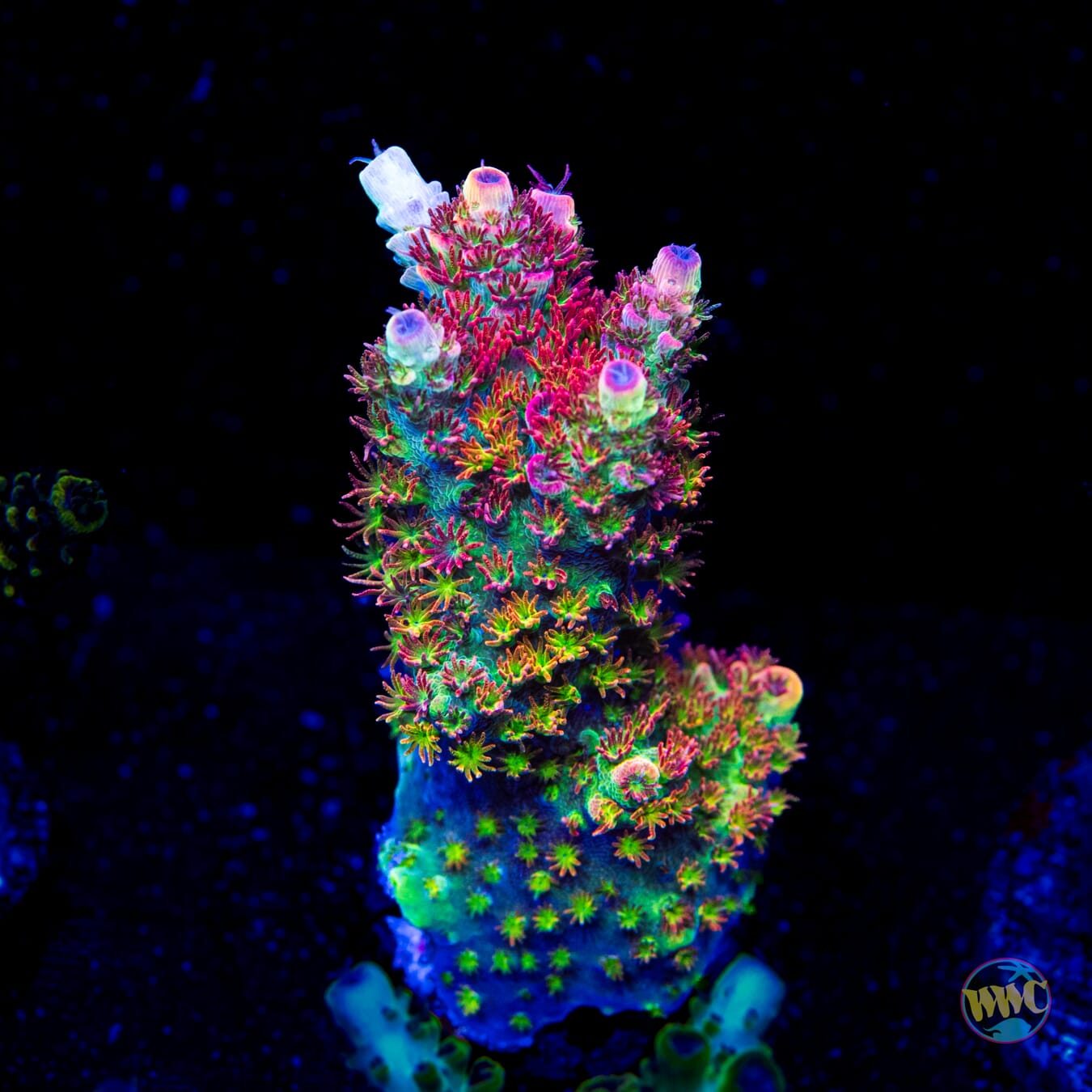 WWC Dirty Love Dreams Acropora