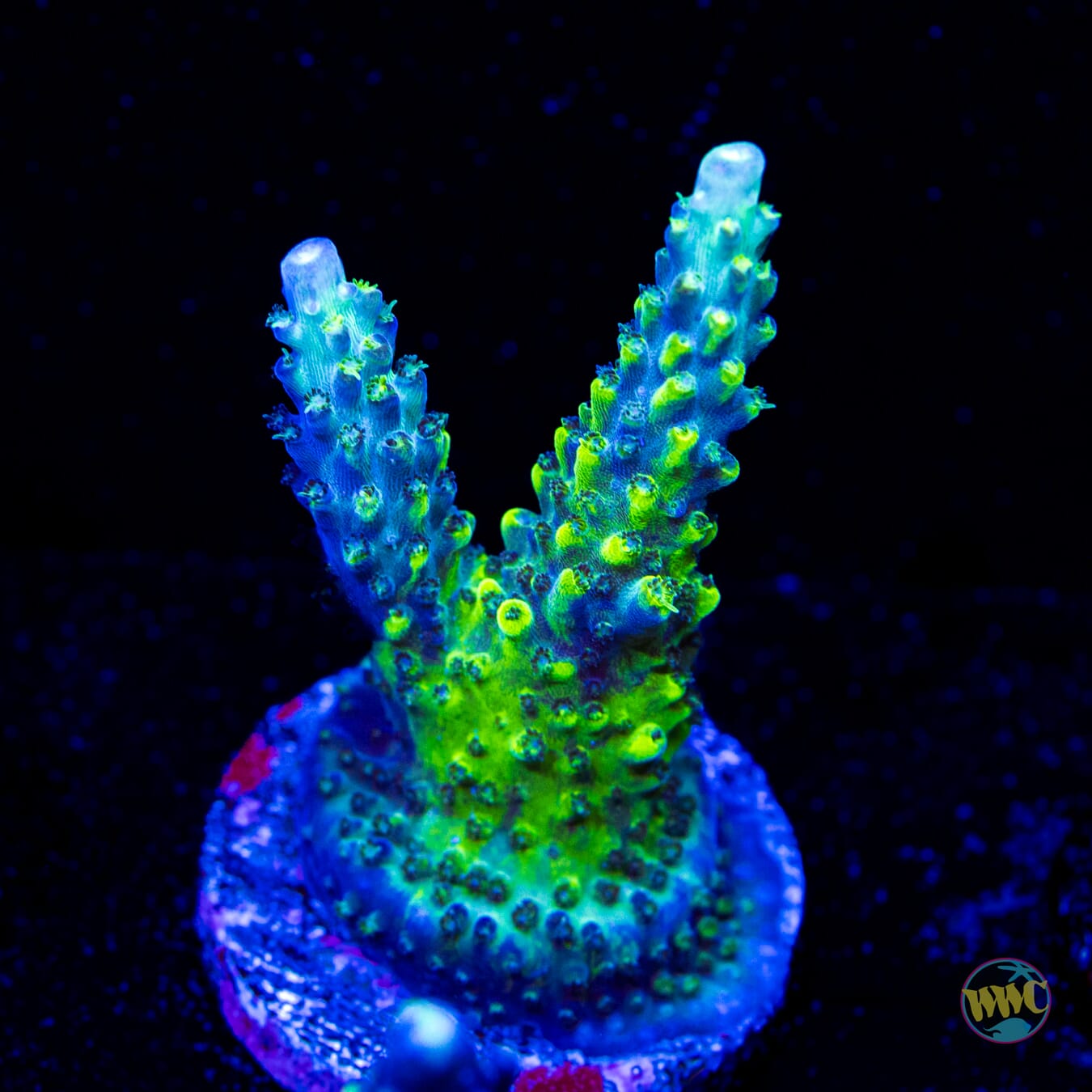 WWC Cowabunga Acropora