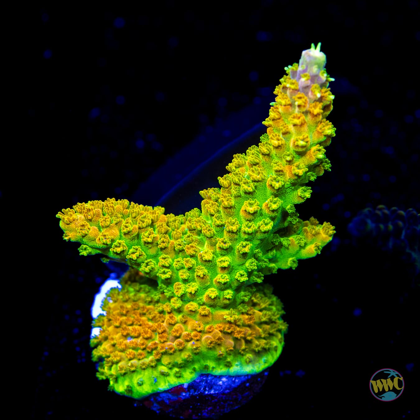 Paletta Pink Tip Acropora