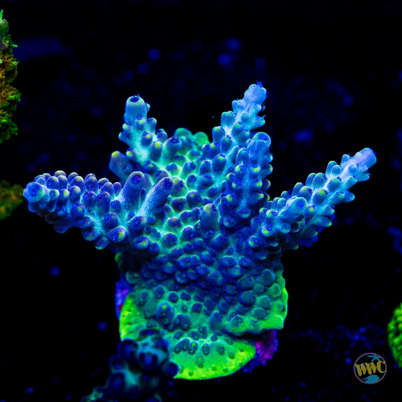 WWC Blazin Banshee Acropora