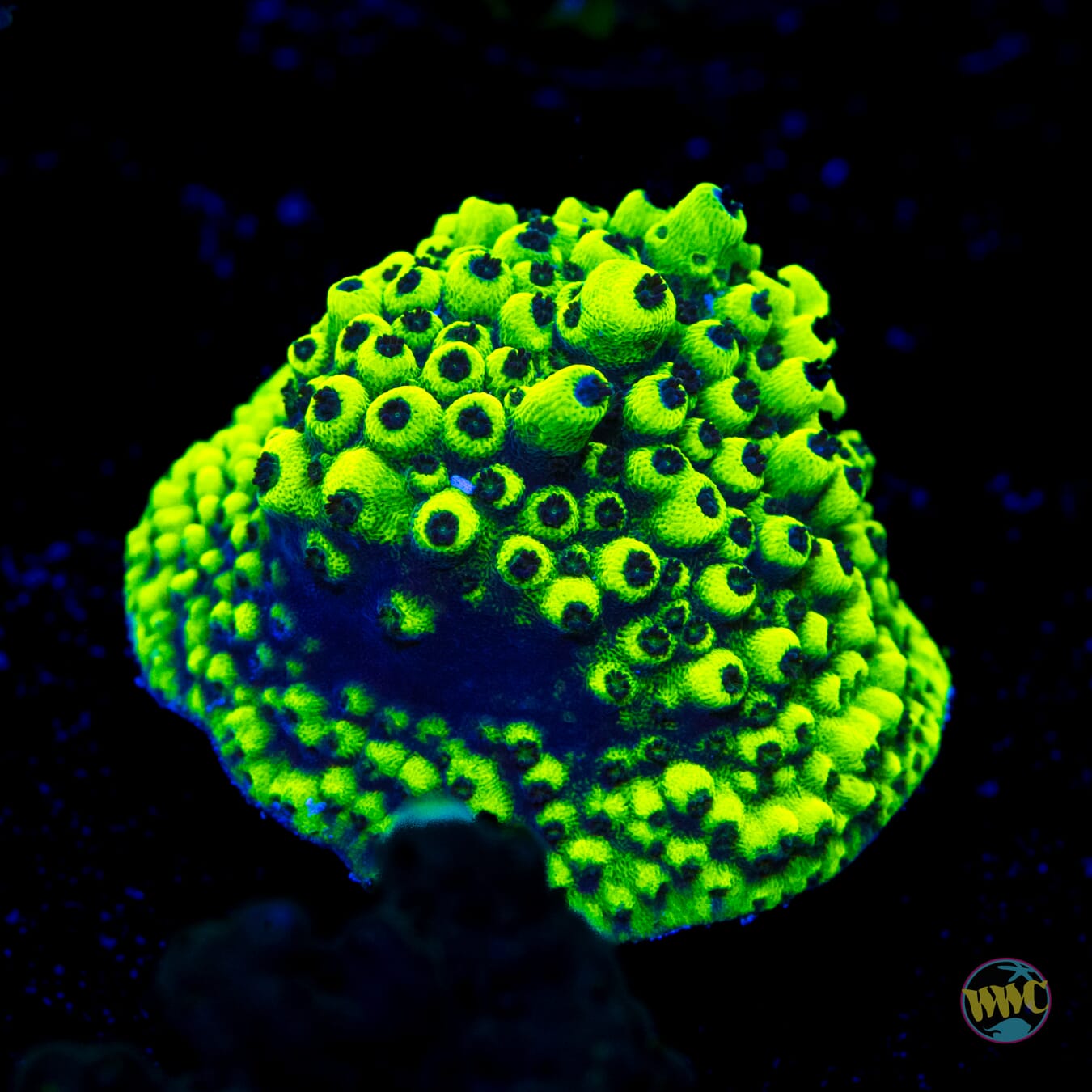 WWC Goblin Acropora