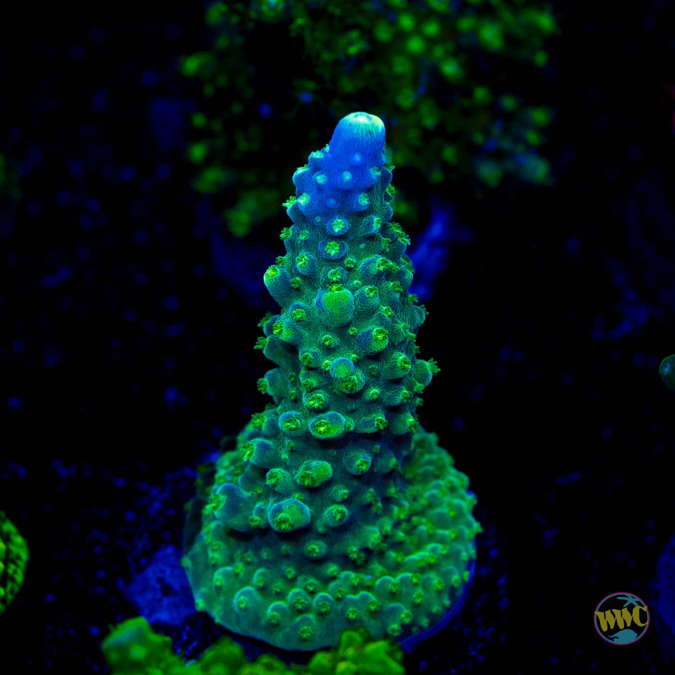 Paletta Tricolor Acropora