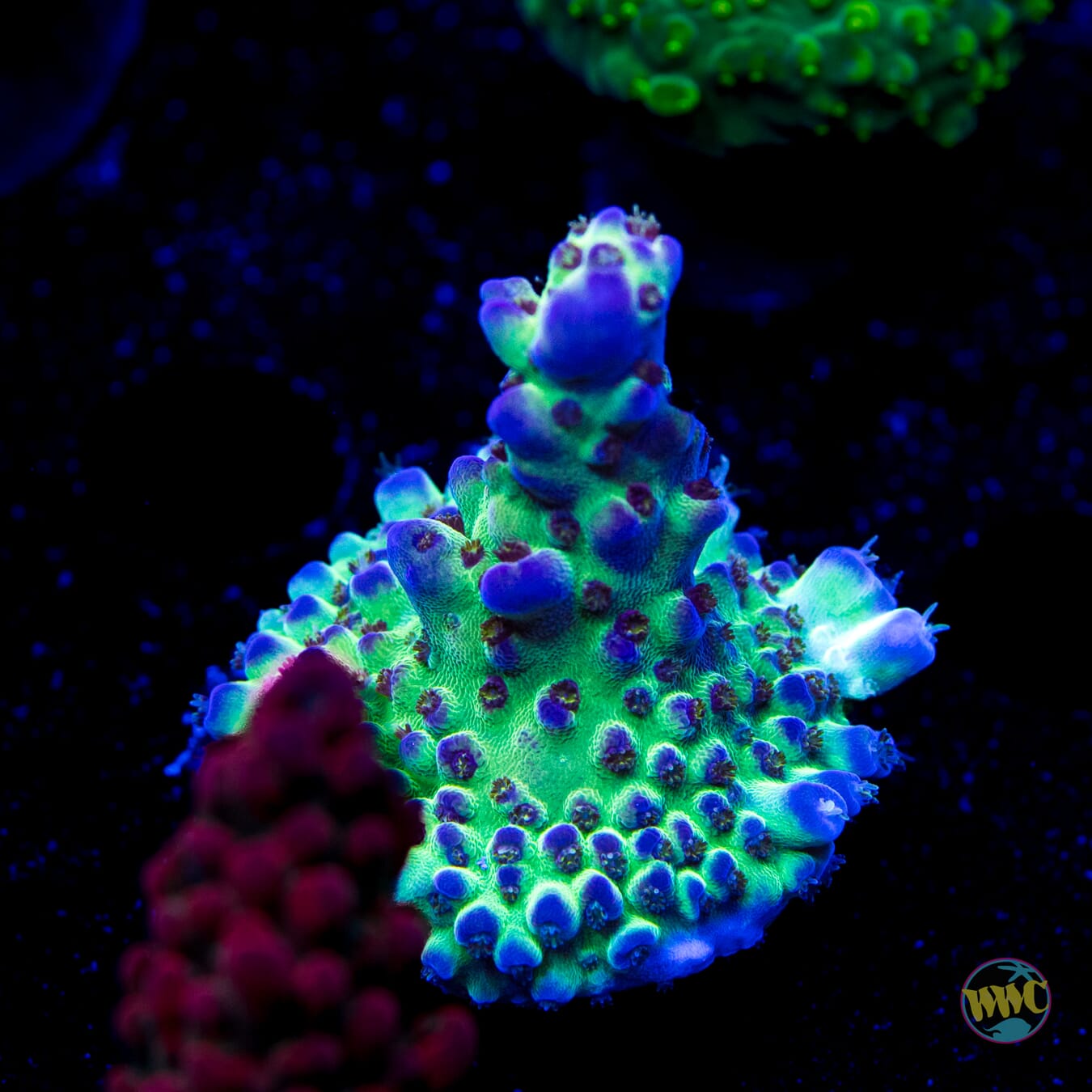 Jason Fox Sour Twist Acropora