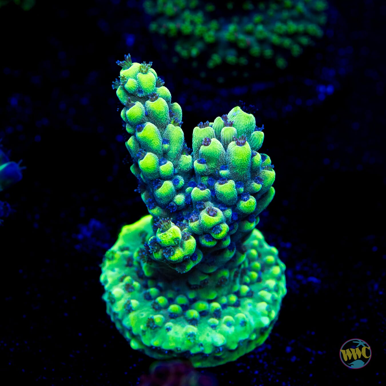 Cool Cucumber Acropora