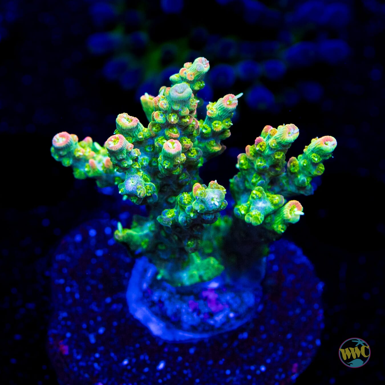 WWC Snow Dragon Acropora