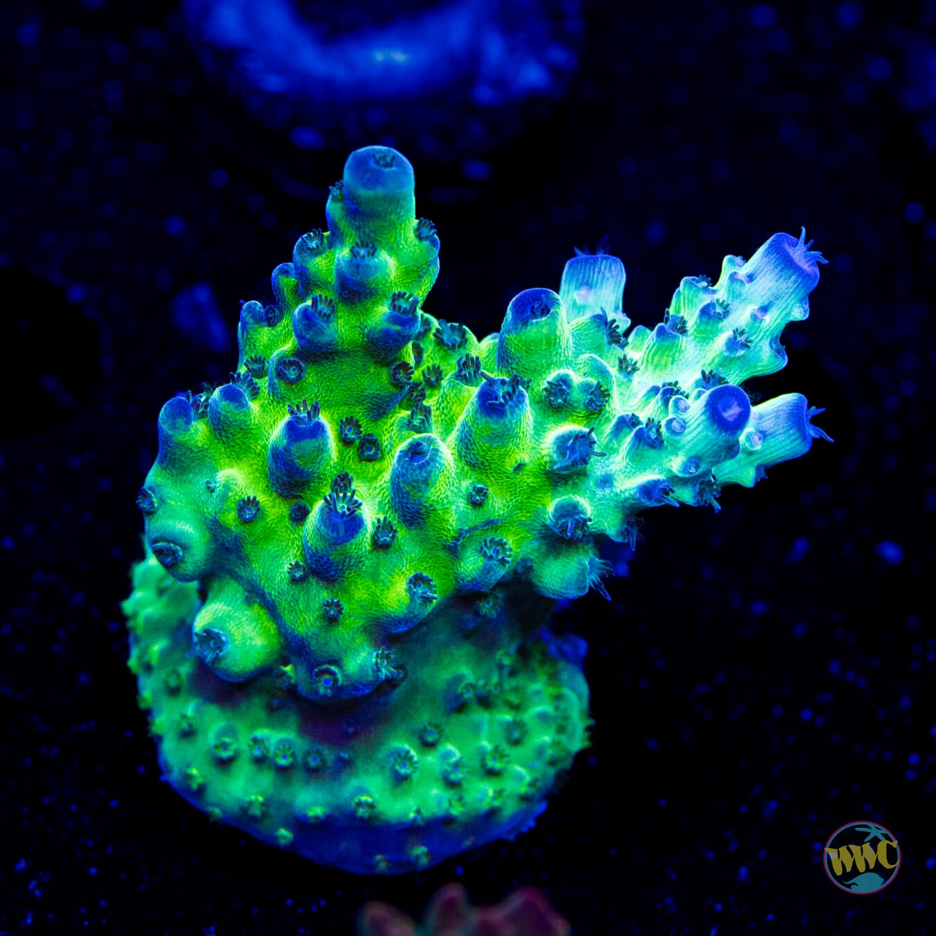 WWC Dolla Tree Acropora