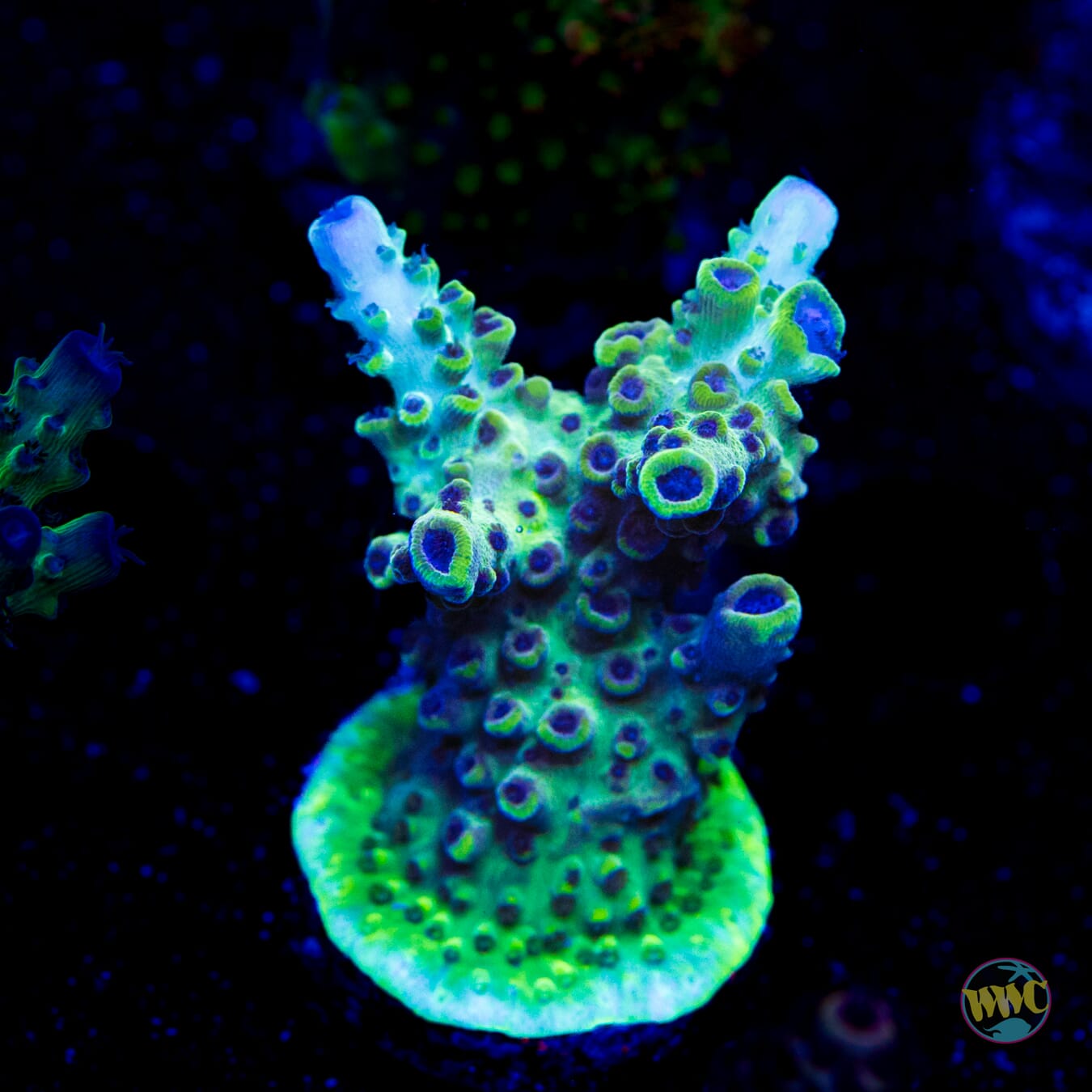 WWC Blazin Banshee Acropora