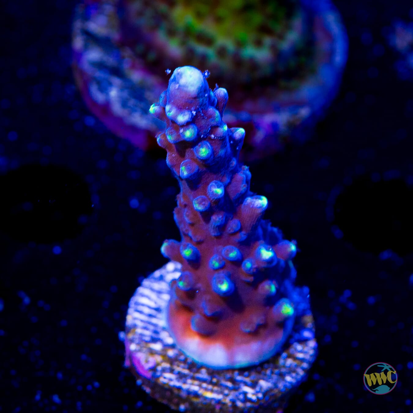 Ultimate Stag Acropora