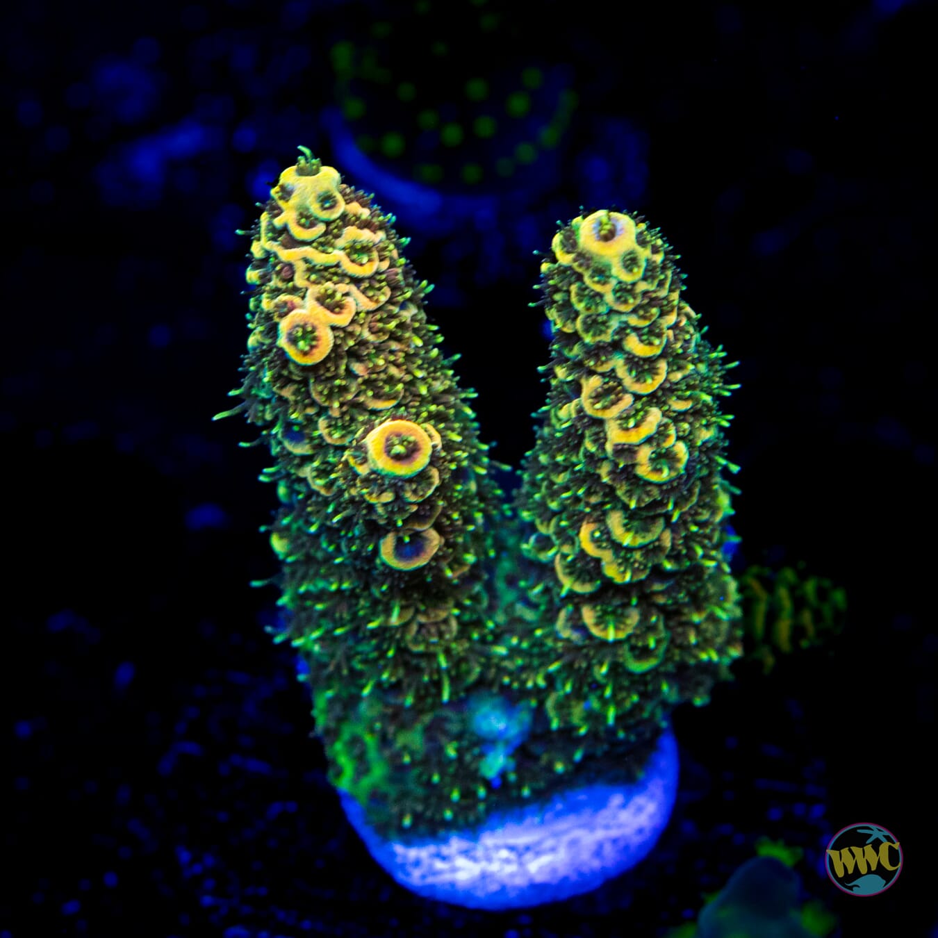 WWC Pinecone Spath Acropora