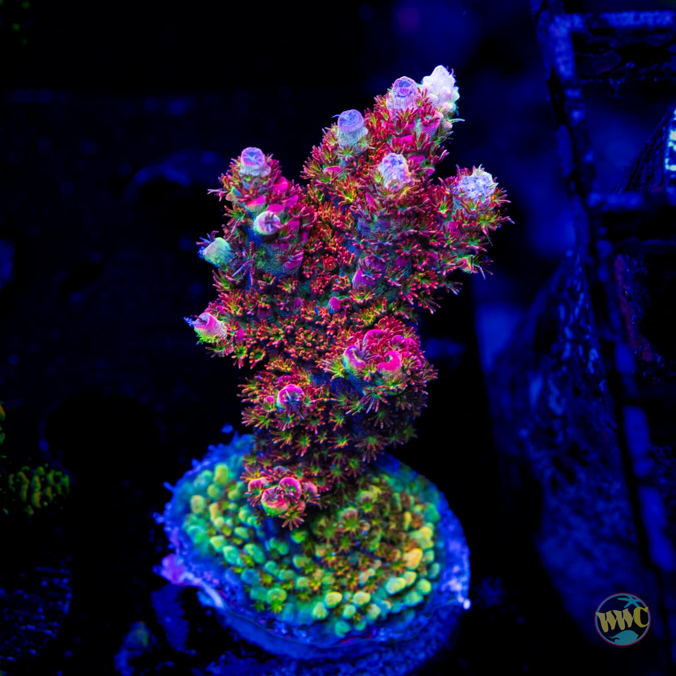 WWC Dirty Love Dreams Acropora