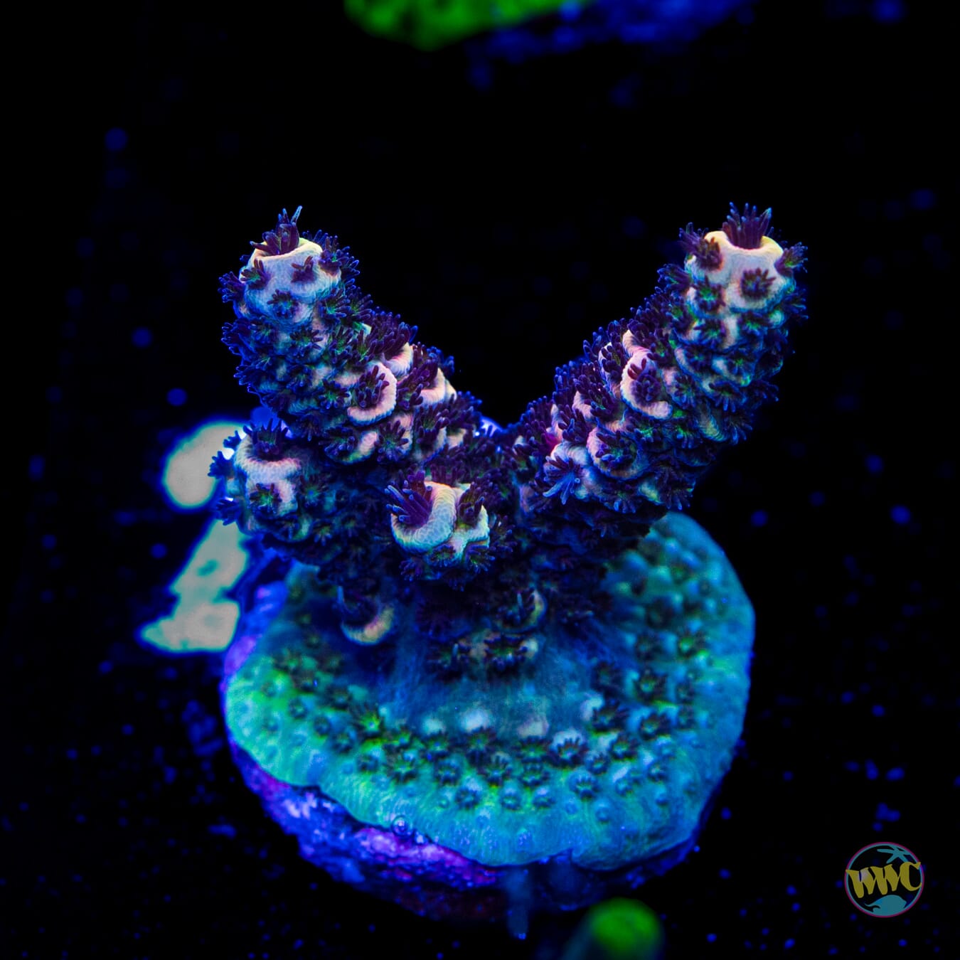 Mirage Mille Acropora