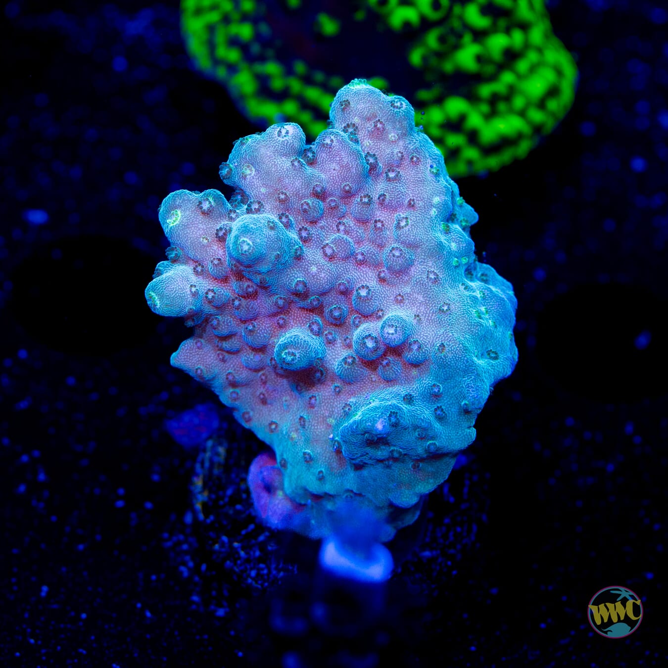 GC 500 Dollar Efflo Acropora