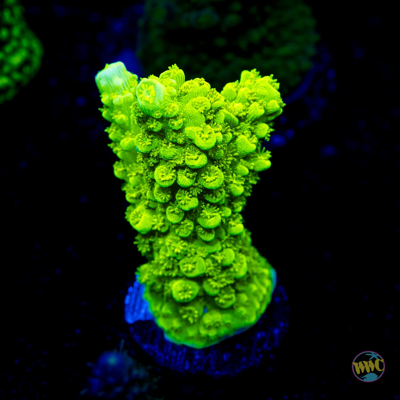 Green Slimer Acropora