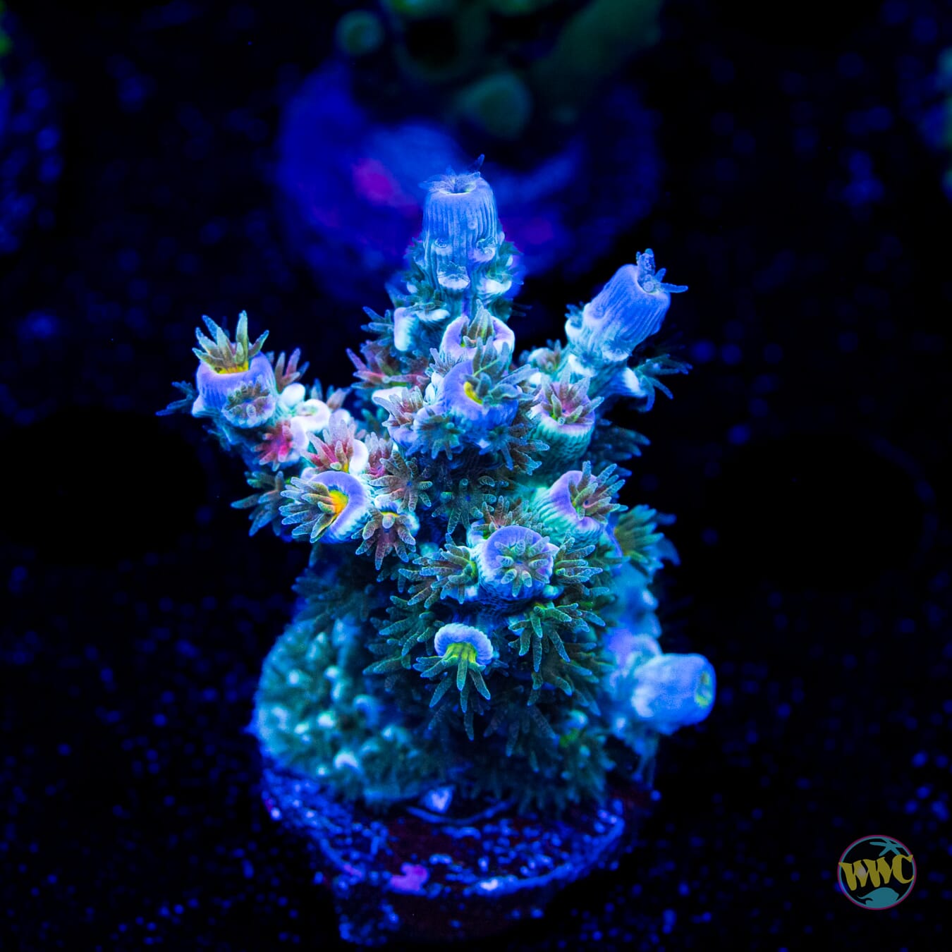 WWC Tiddly Winks Tenuis Acropora