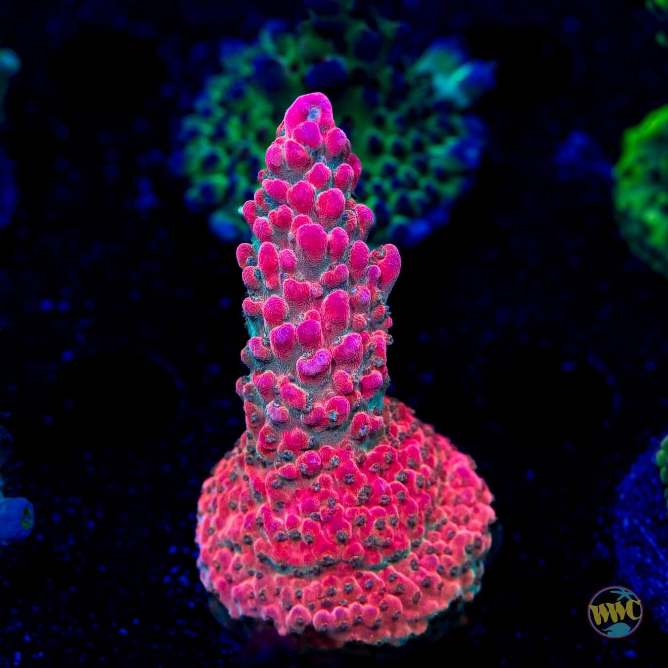 Jason Fox B33 Bomber Acropora