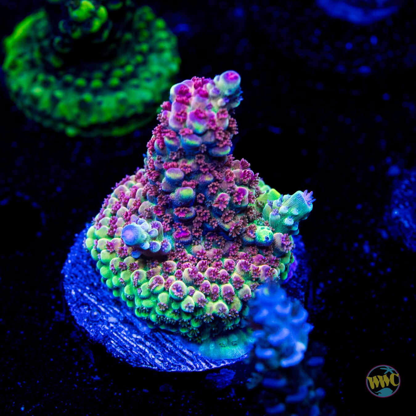 Fruit Cake Acropora