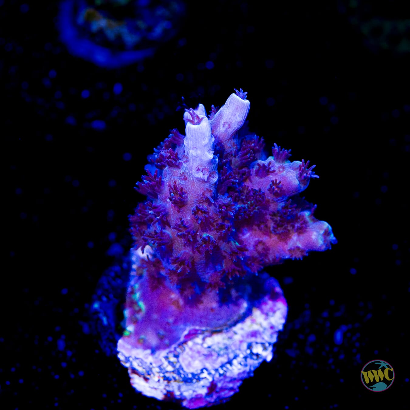 Blue Ocean Stag Acropora