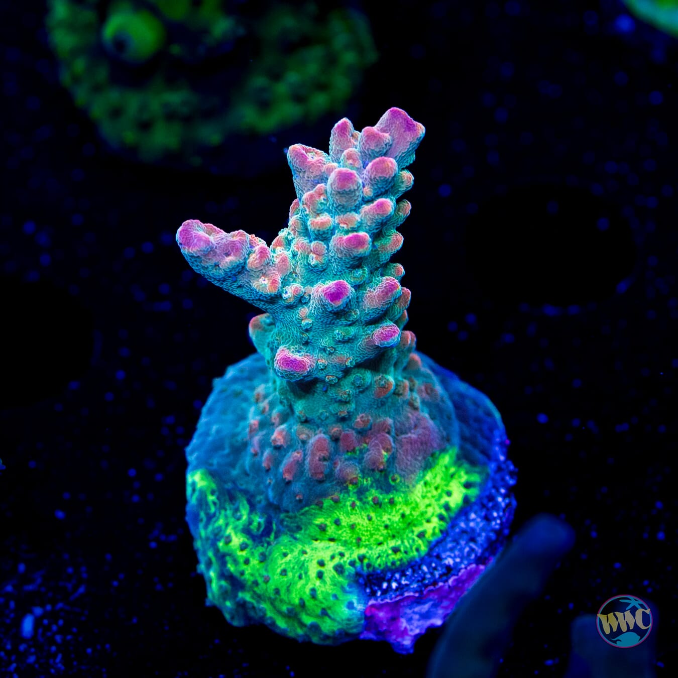 BC Bubble Bath Unicorn Acropora