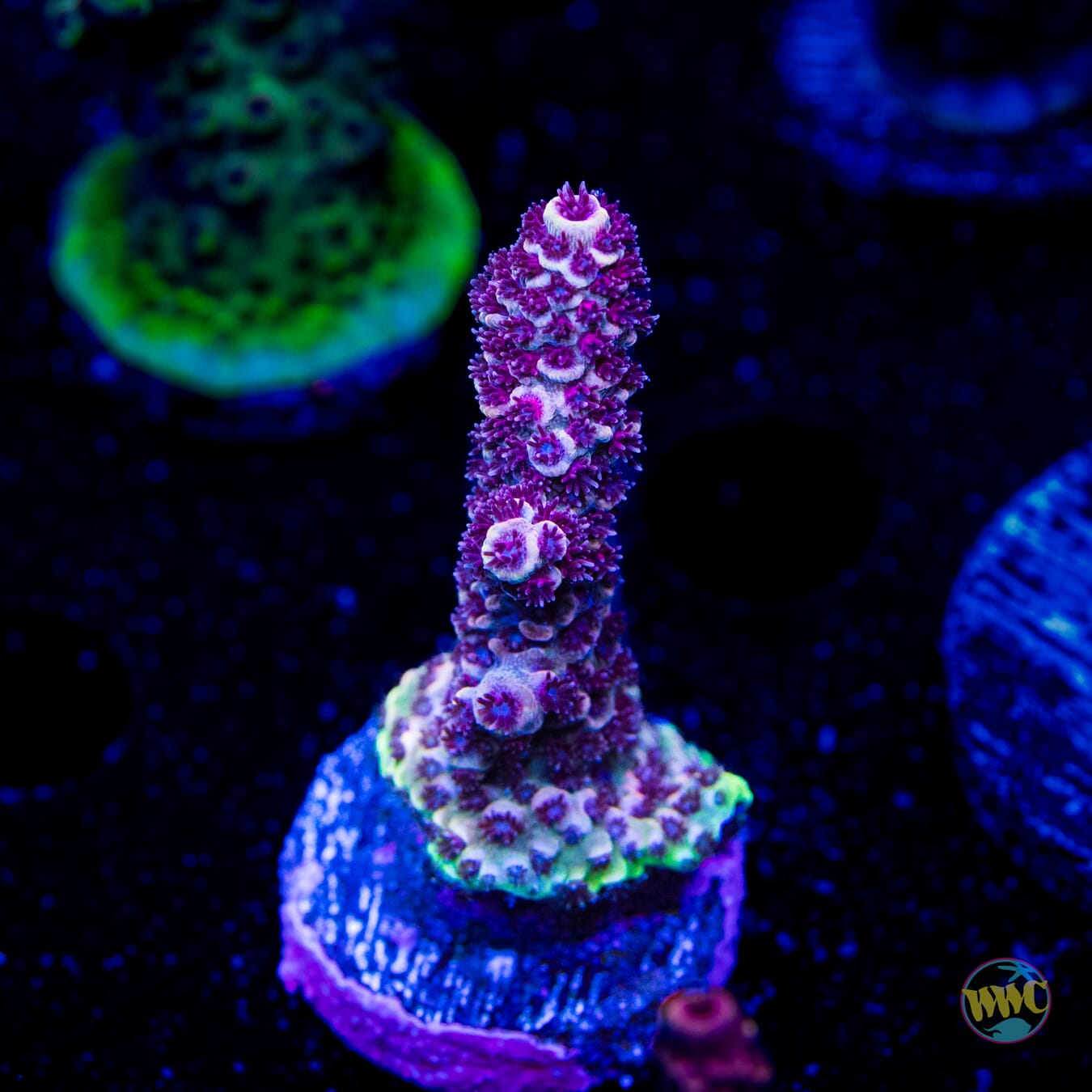 Mirage Mille Acropora