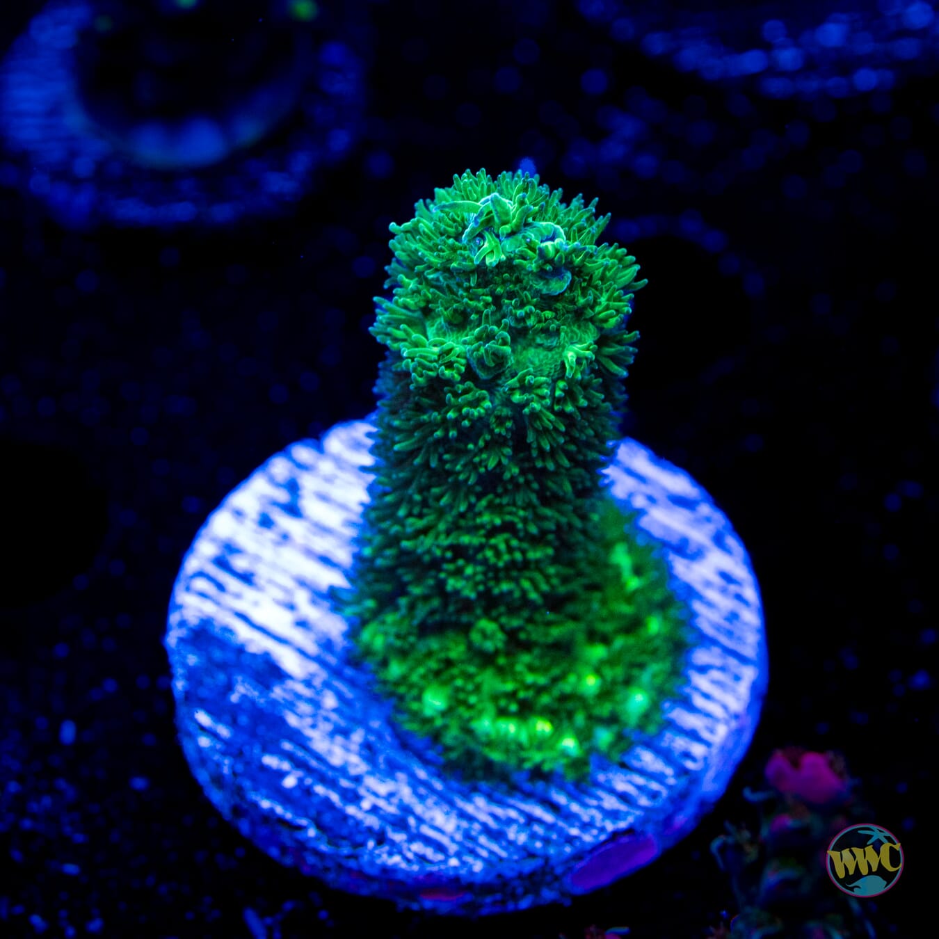 WWC Sloth Acropora