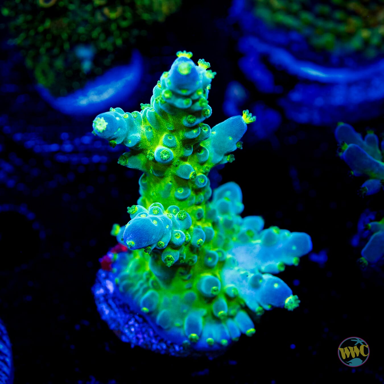 WWC Viper Sting Acropora