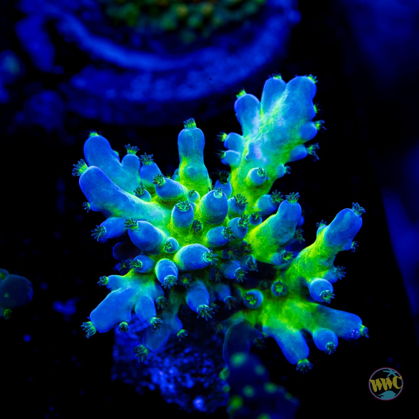 WWC Viper Sting Acropora