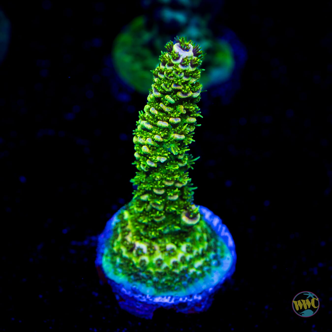 Lemon Squeeze Mille Acropora