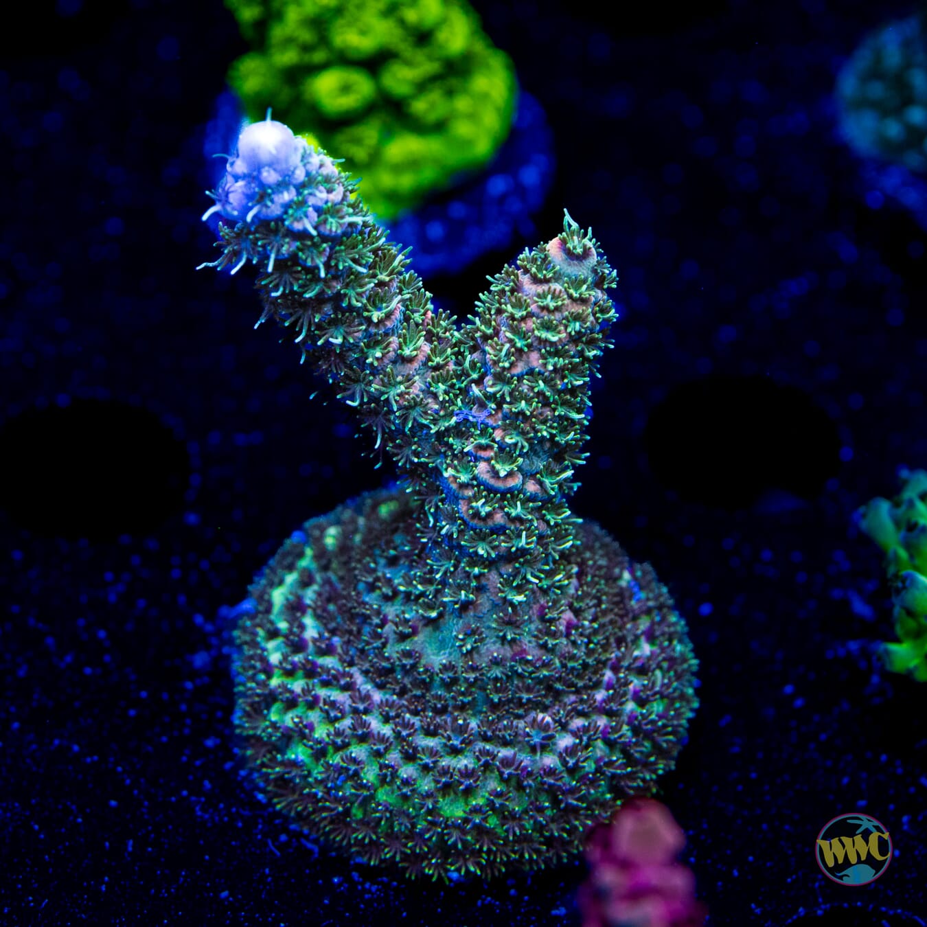 WWC Chromium Mille Acropora