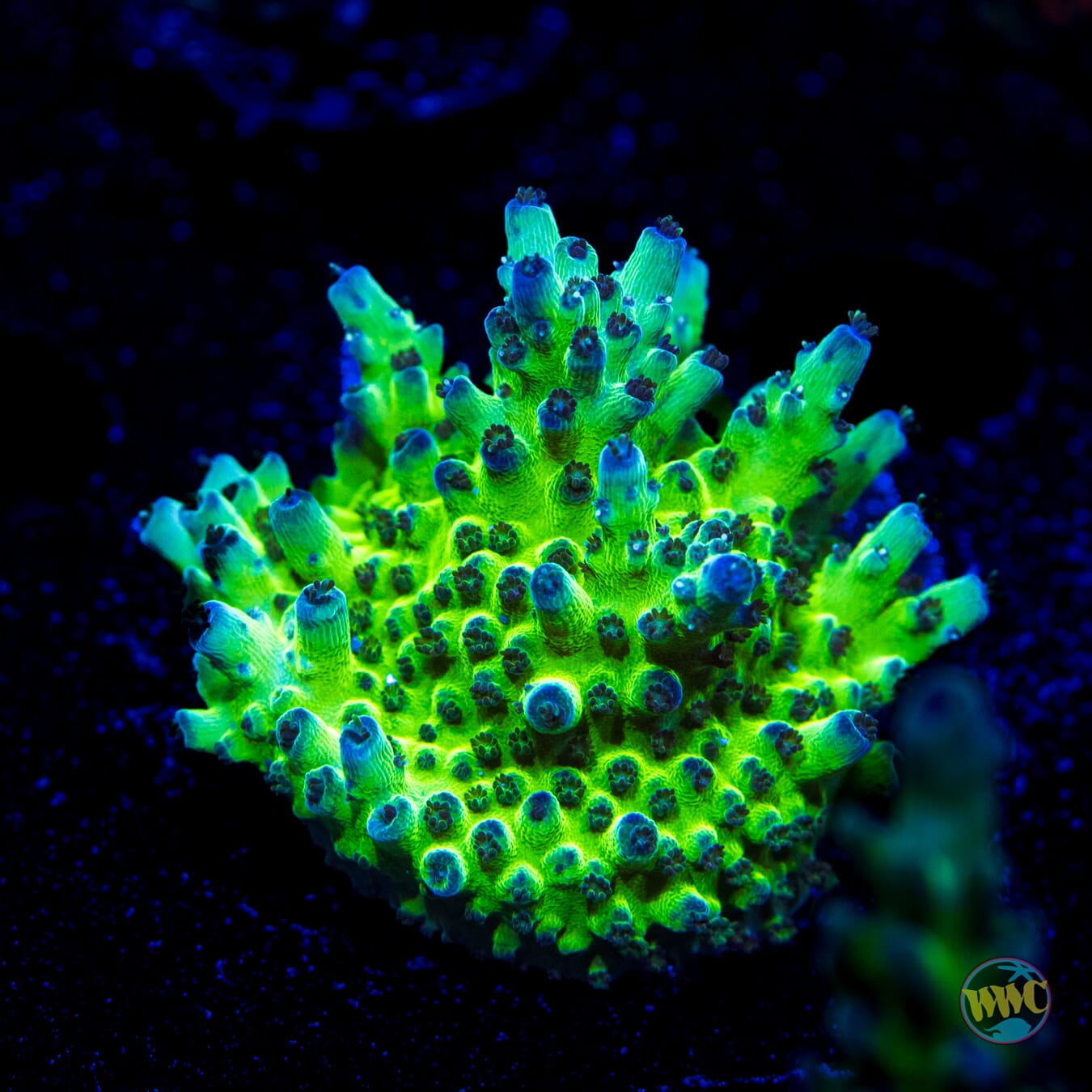 Jason Fox Sour Twist Acropora